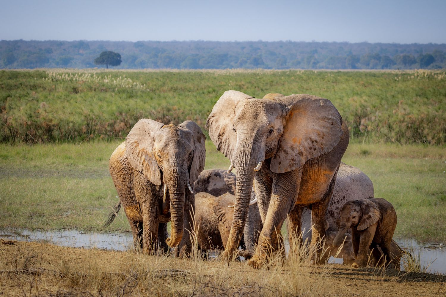 A group of African elephants gather at a watering hole in the savanna grasslands under a blue sky.