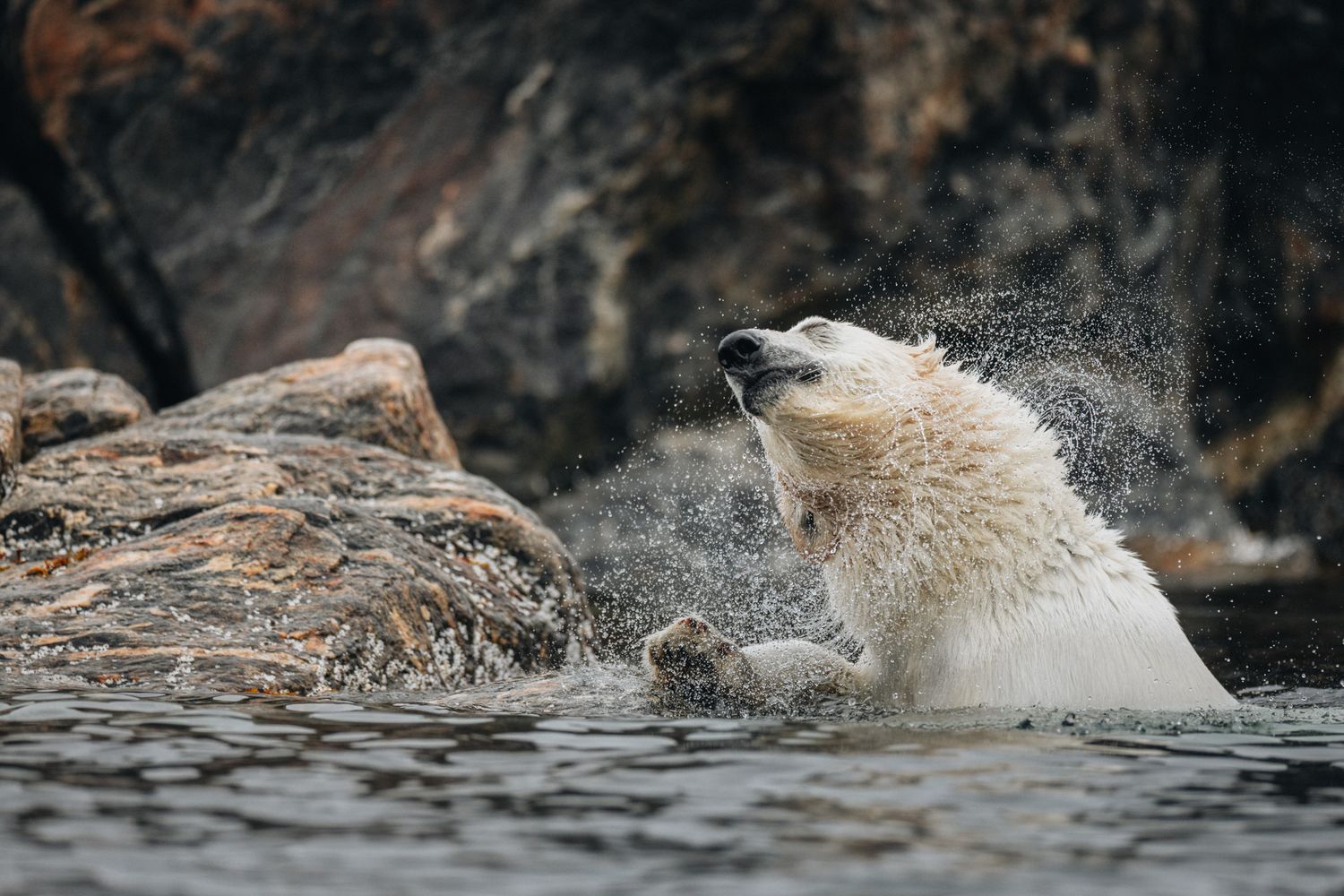 A wet polar bear shakes off water while swimming, creating a dramatic spray against dark rocks.