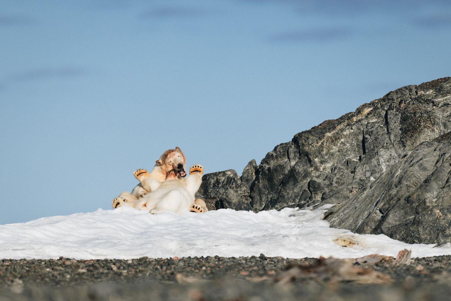 A fluffy dog runs playfully through the snow near a rocky mountain outcrop against a blue sky background.
