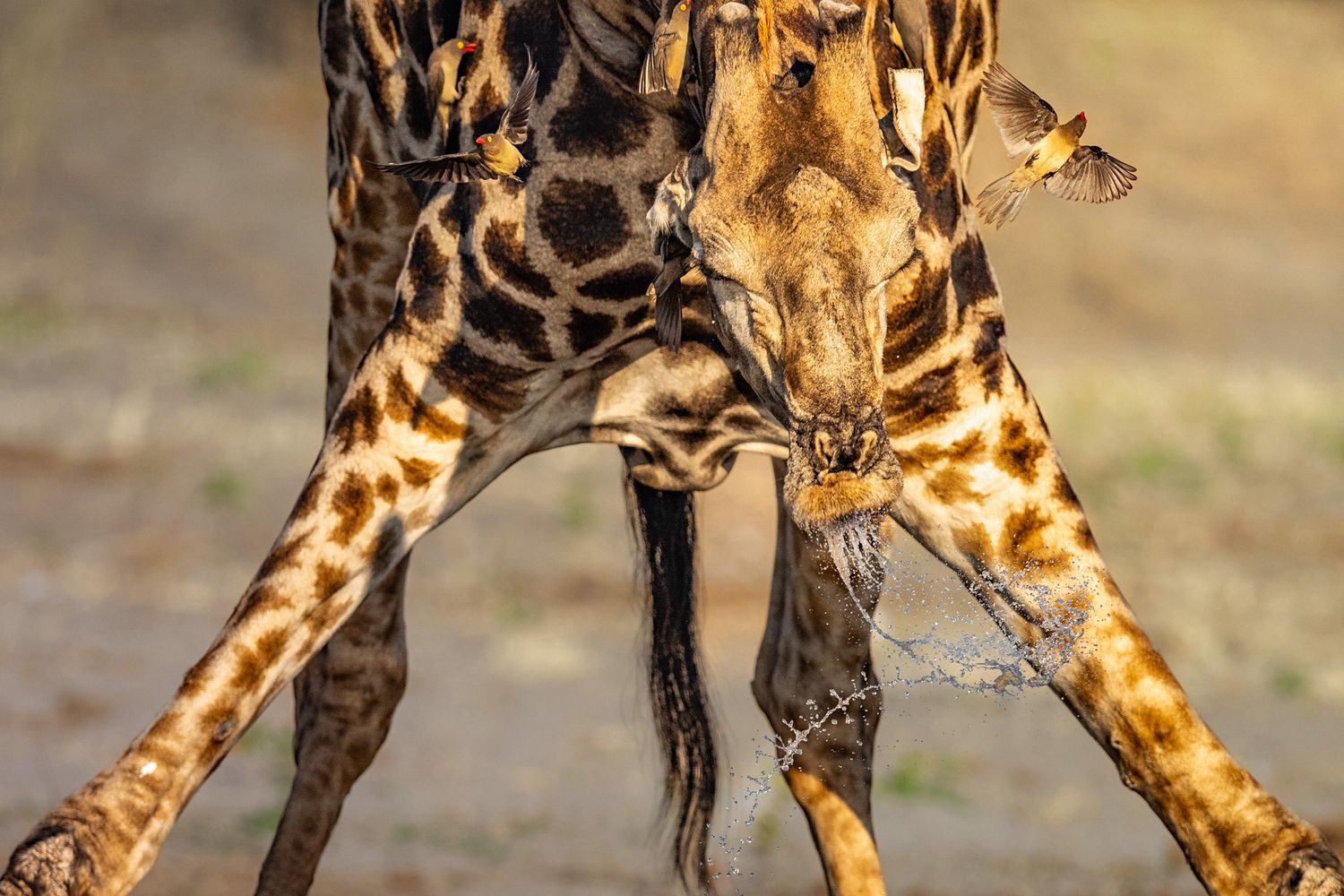 Two giraffes standing close together with their long necks positioned downward in a V-shape formation.