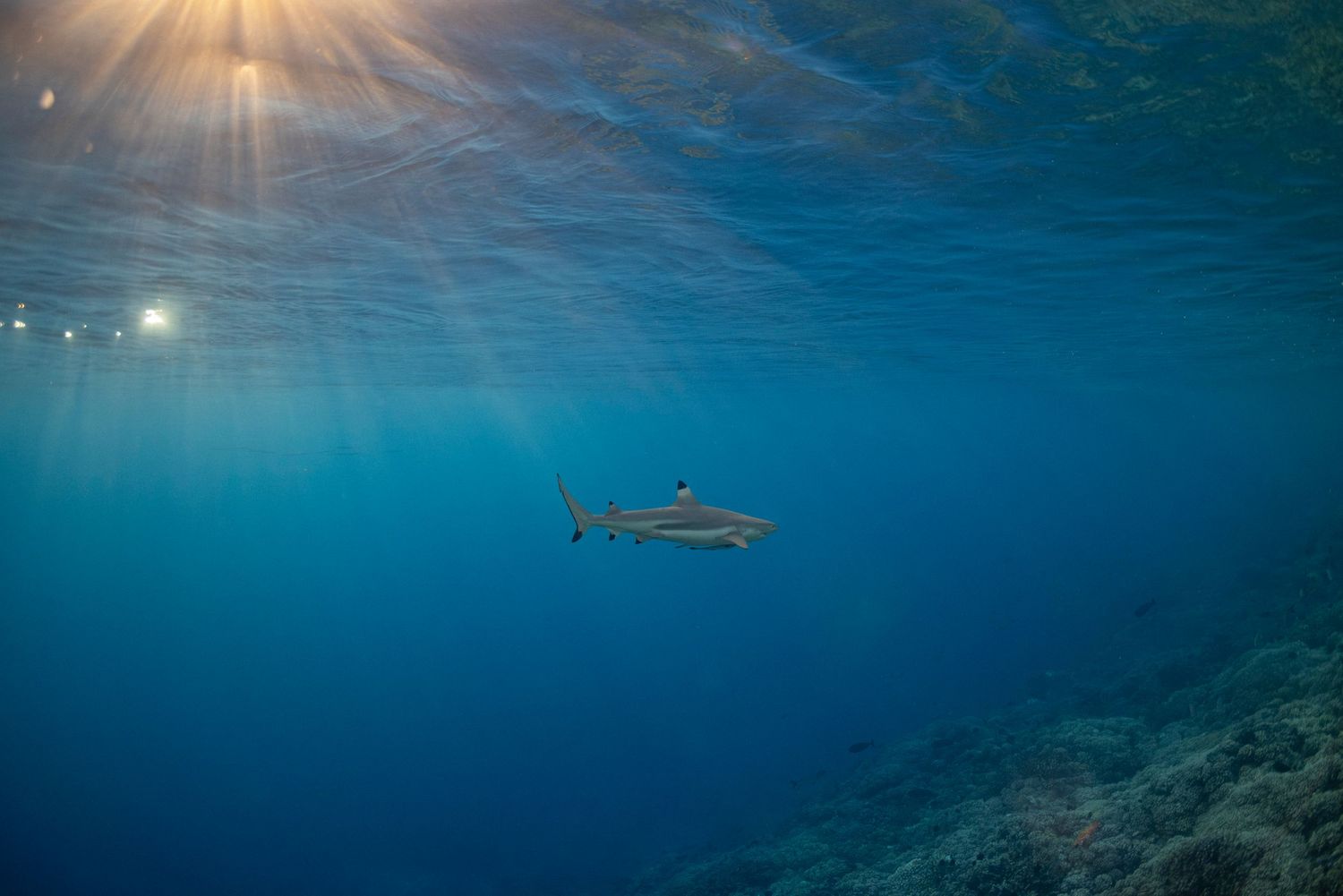 Lone shark silhouette swimming in deep blue waters with sunbeams streaming from above.