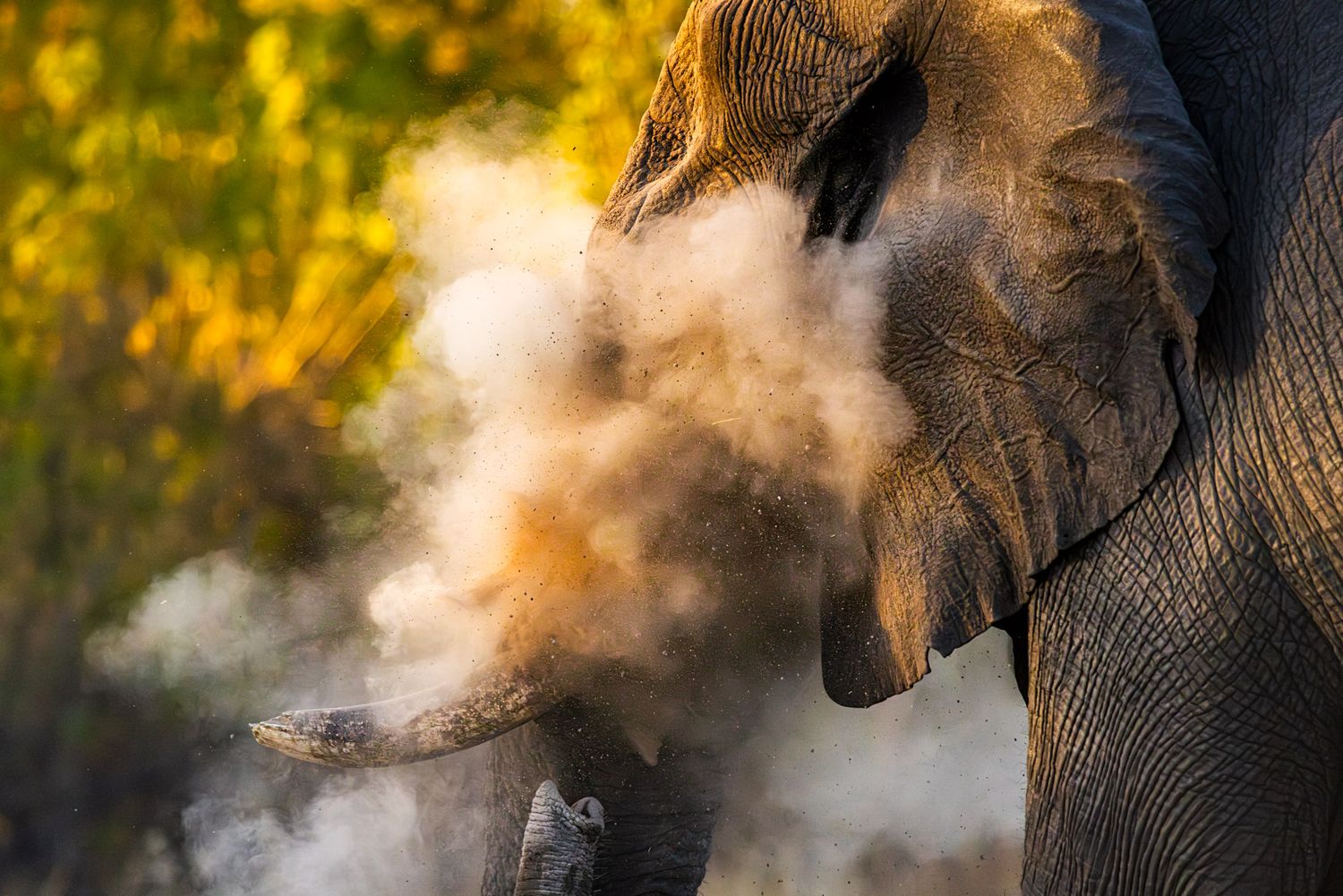 An elephant sprays dust in golden sunlight creating a misty cloud around its trunk at sunset.