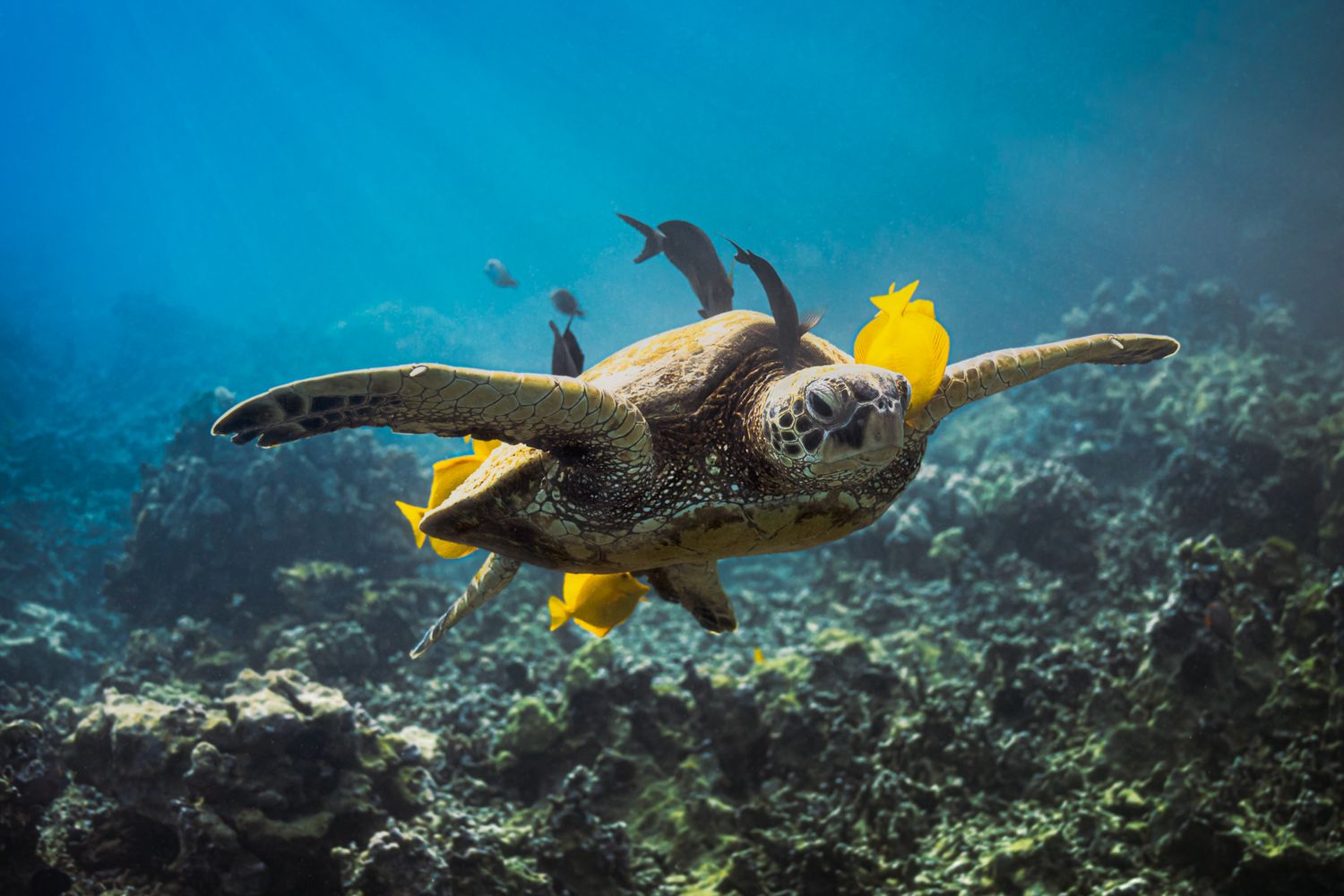 A Hawaiian green sea turtle glides through blue waters surrounded by yellow tangs over a coral reef.