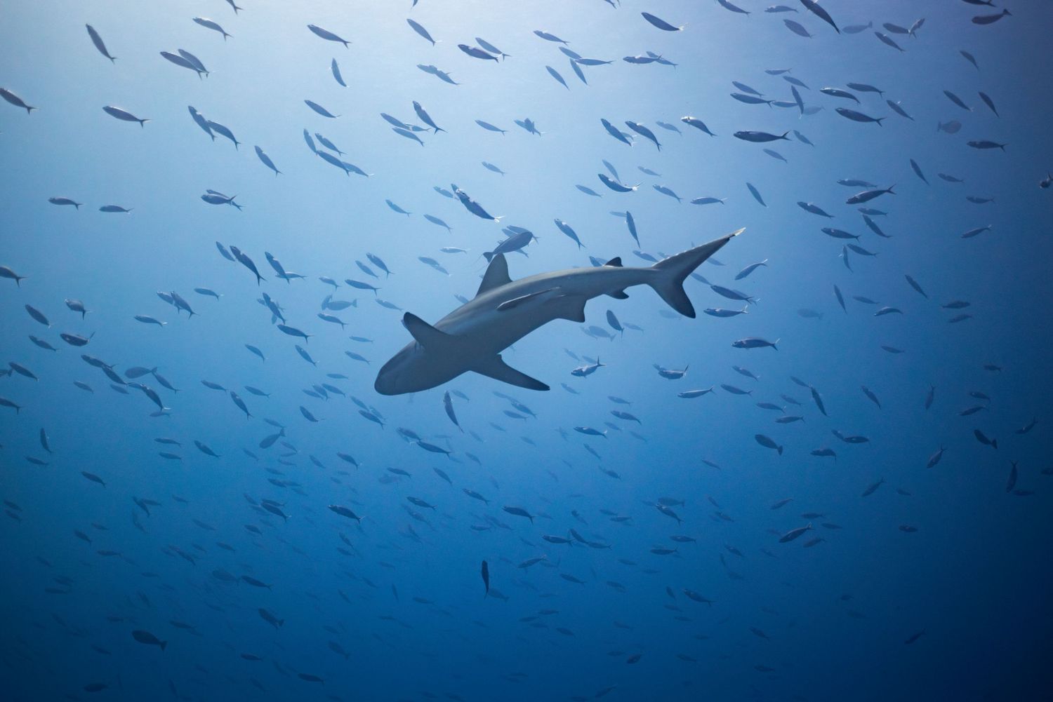 A silhouetted shark swims among schools of small fish in blue ocean waters.