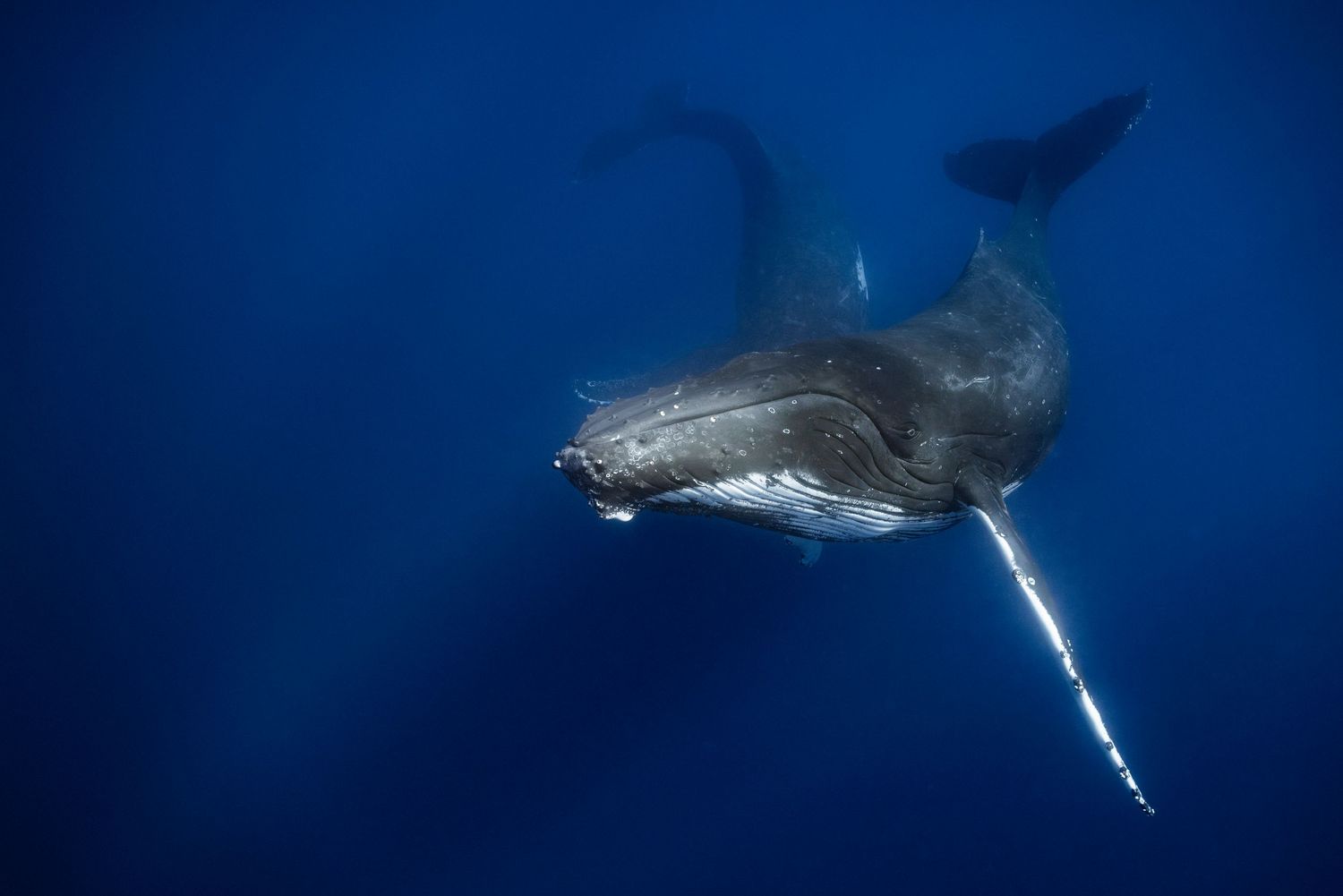 A lone humpback whale moves through deep blue waters with its distinctive pectoral fins visible.