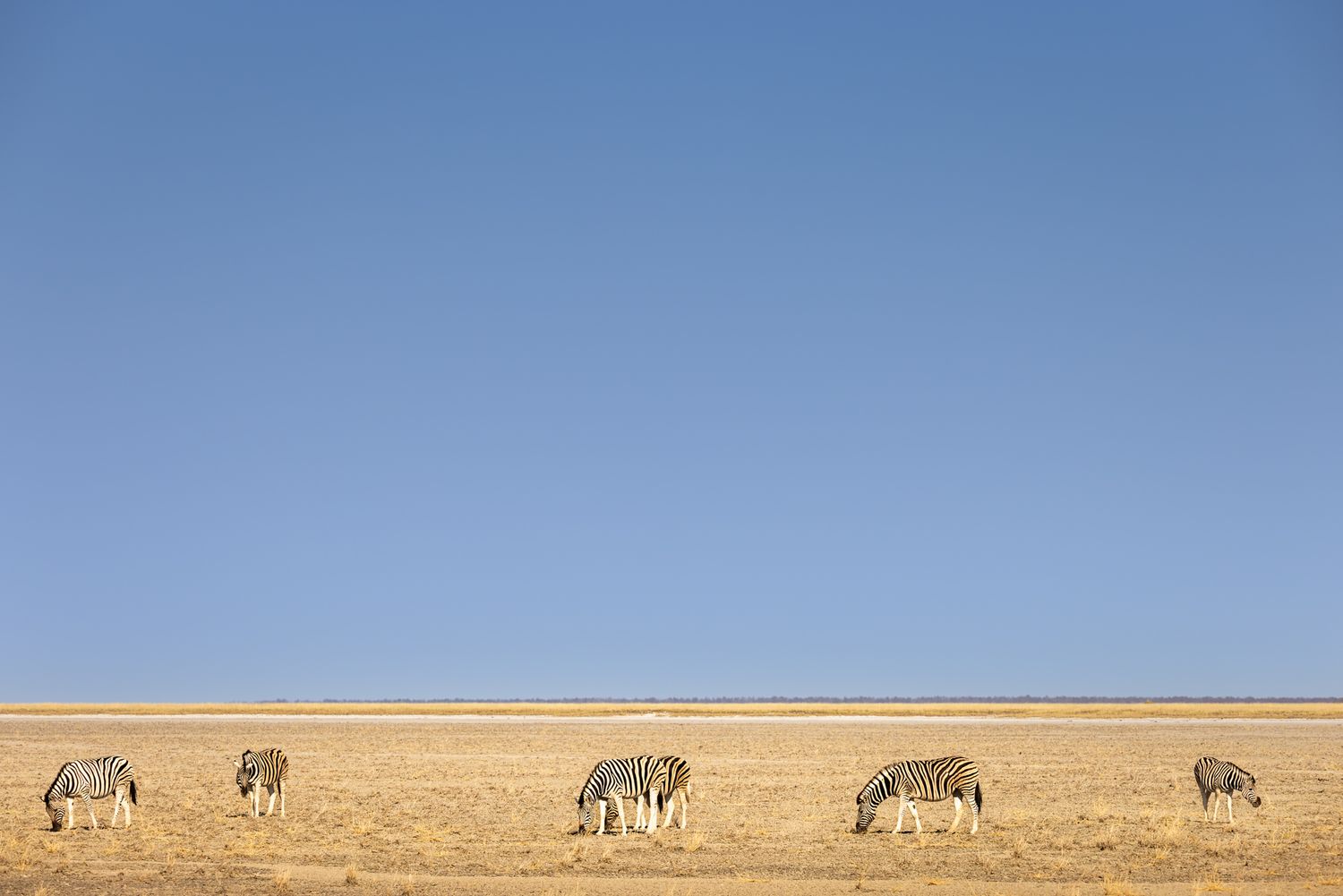 A herd of zebras grazing on a vast savanna under clear blue skies.