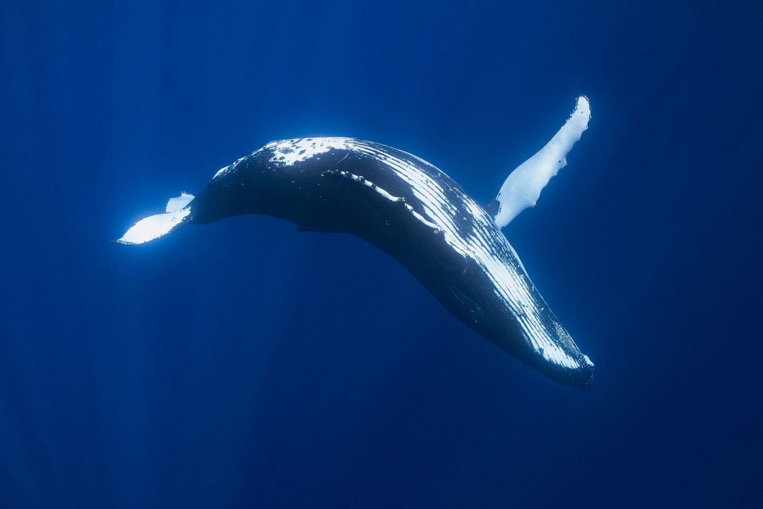 A humpback whale arches its massive body while swimming through deep blue ocean waters.