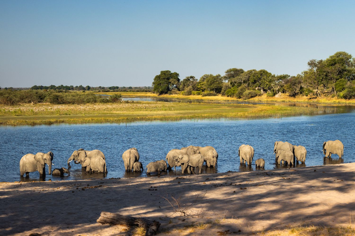 African elephants gather at a waterhole to drink and cool off in the afternoon sun at a wildlife reserve.