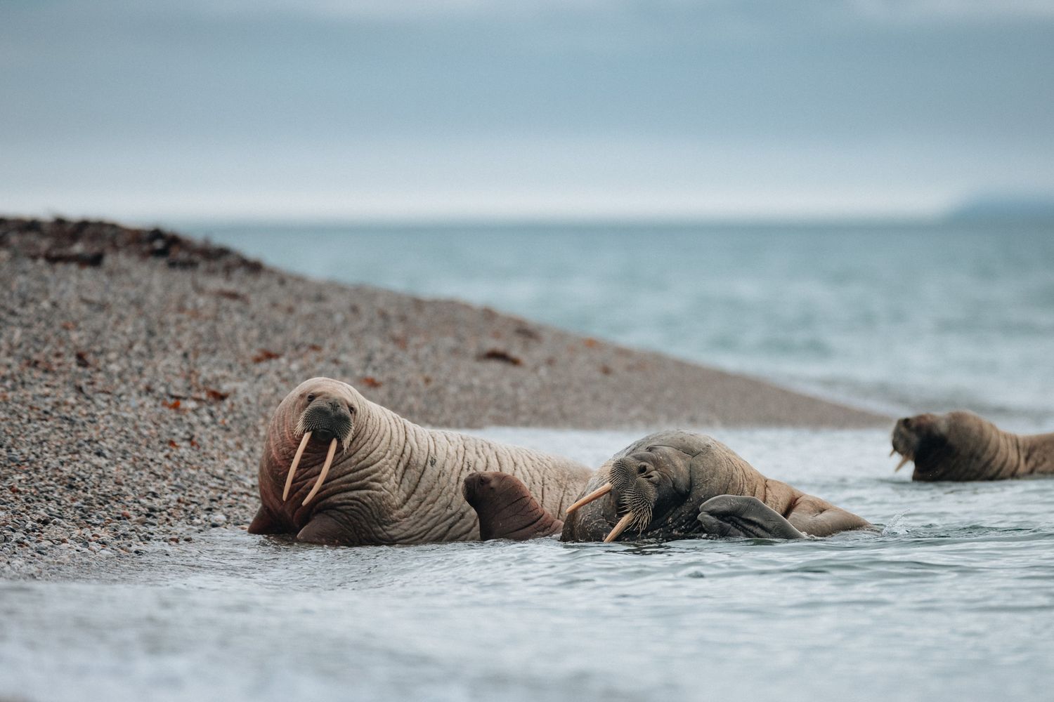 Walruses rest along a rocky shoreline with their bodies partially submerged in the arctic waters.