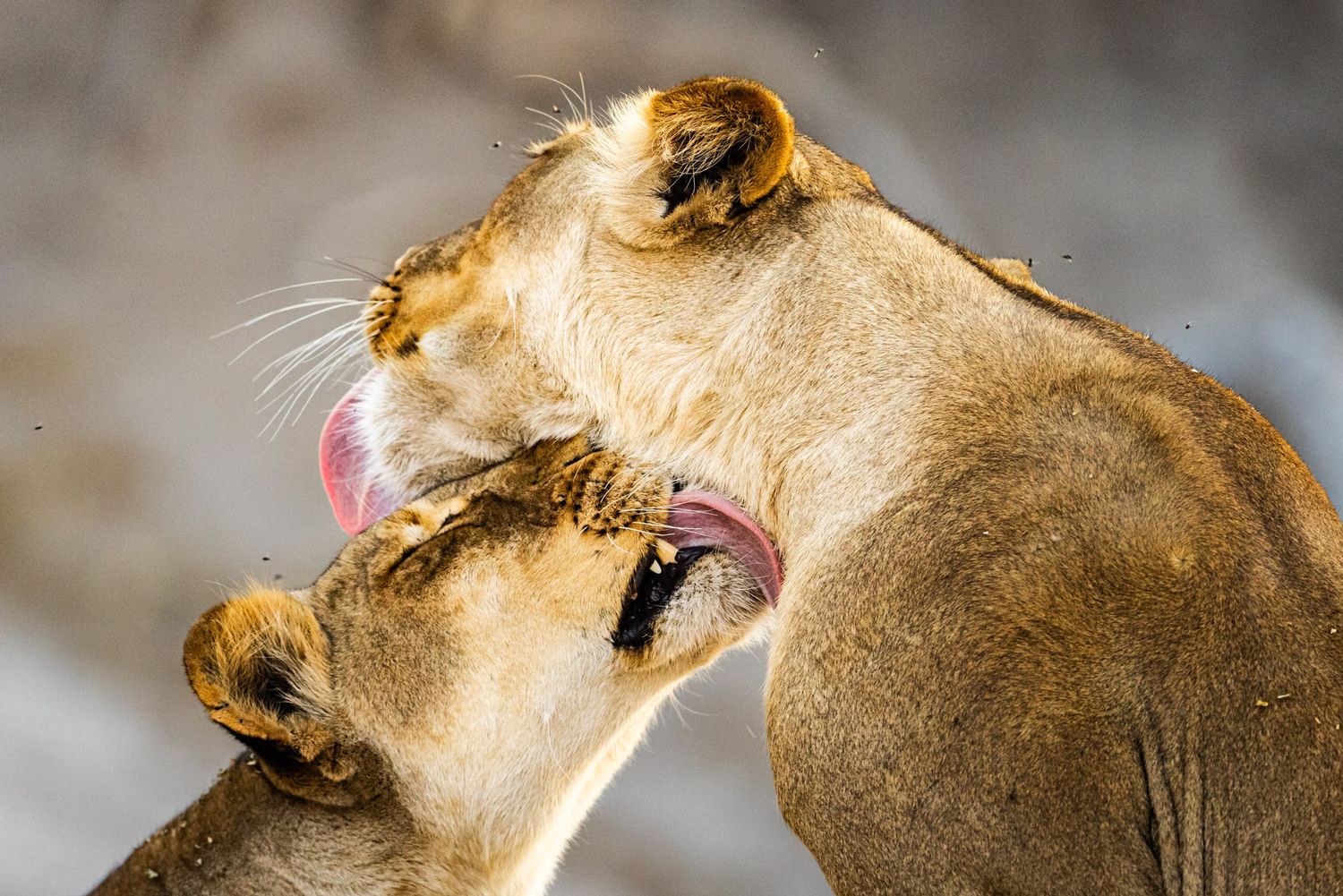 Two lionesses share an intimate bonding moment as one gently grooms the other's face in close-up view.