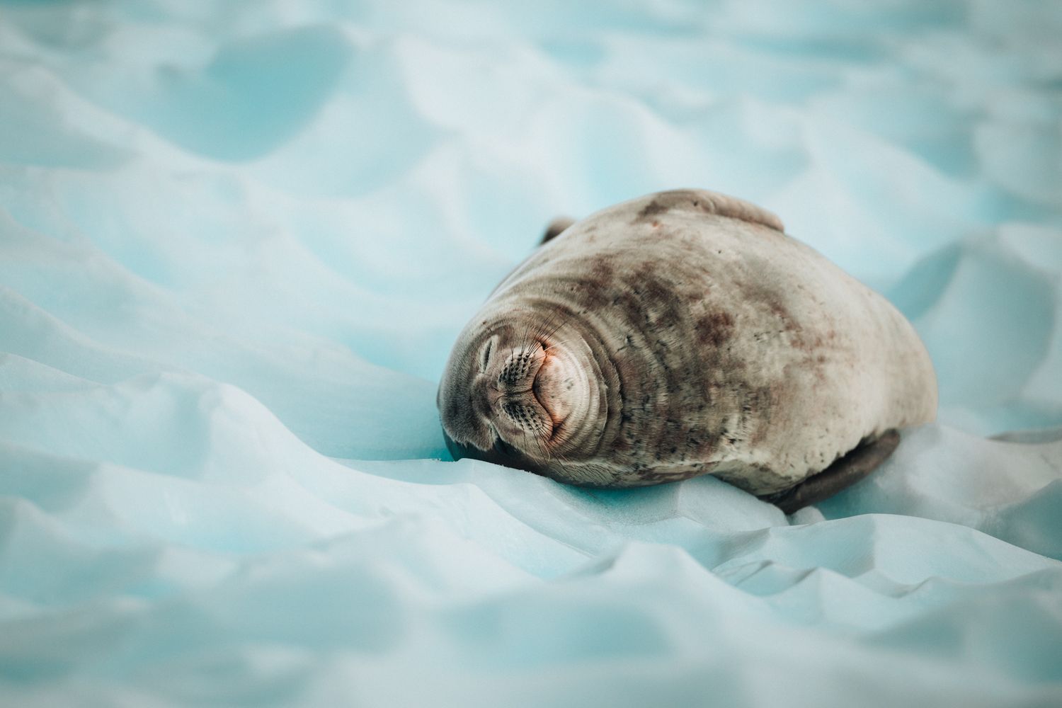 Gray seal resting on blue-tinted glacial ice in Arctic waters.