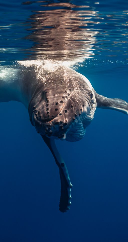 Underwater view of a humpback whale swimming near the ocean surface.