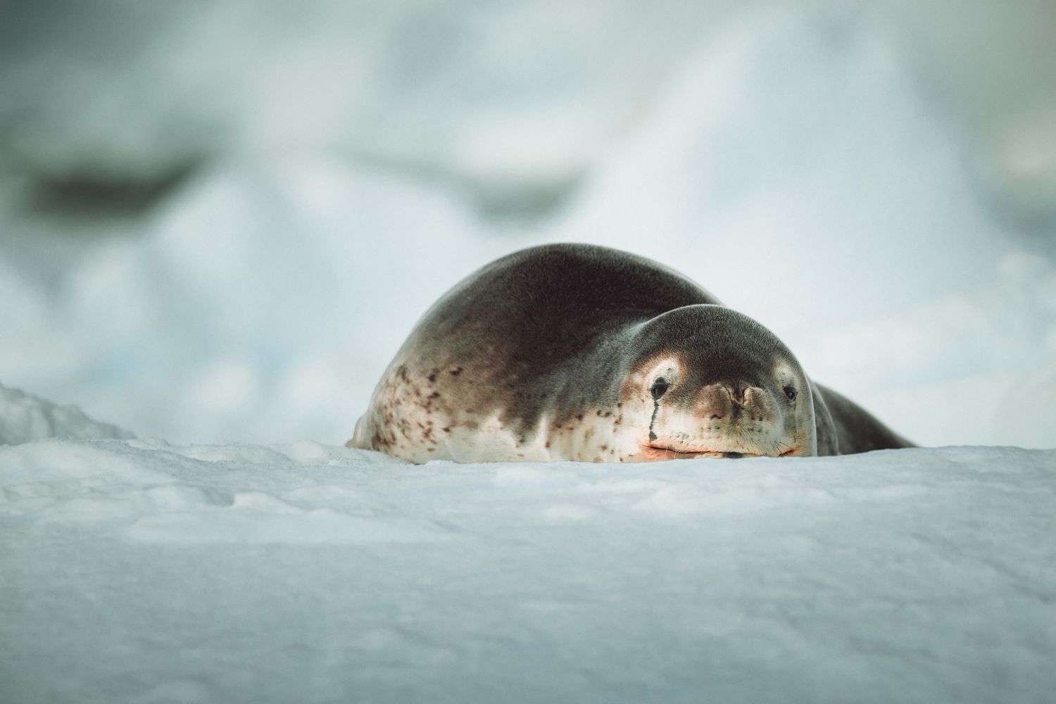 A seal peers out from a snow hole, with just its head visible above the white snowy surface.