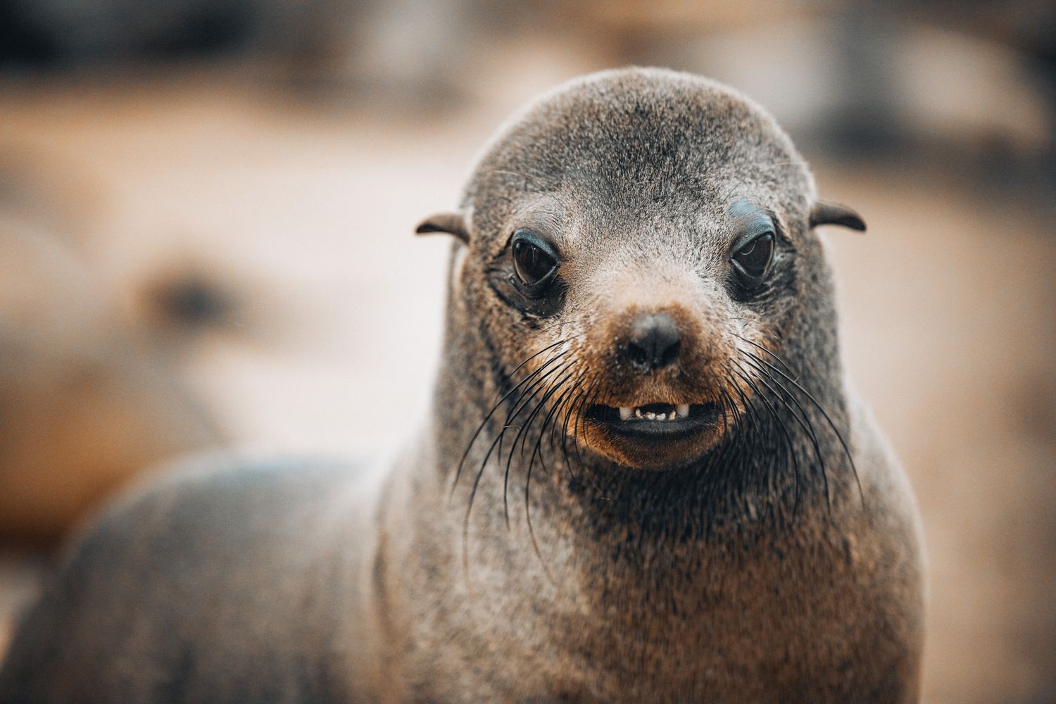 Close-up portrait of a smiling sea lion with whiskers showing its friendly expression against a blurred background.
