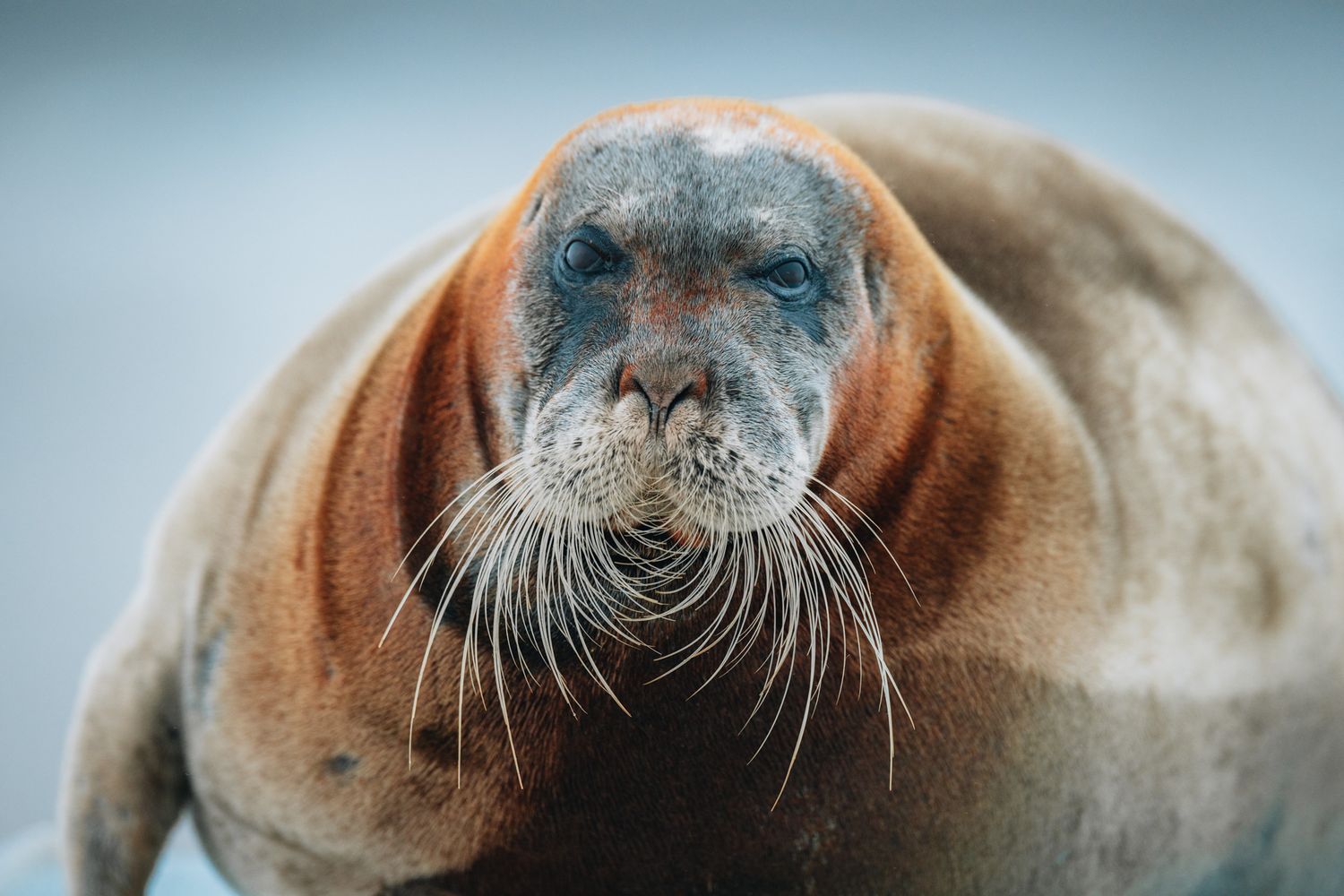 Close-up portrait of a bearded seal with long whiskers and brown coloring against a blurred blue background.