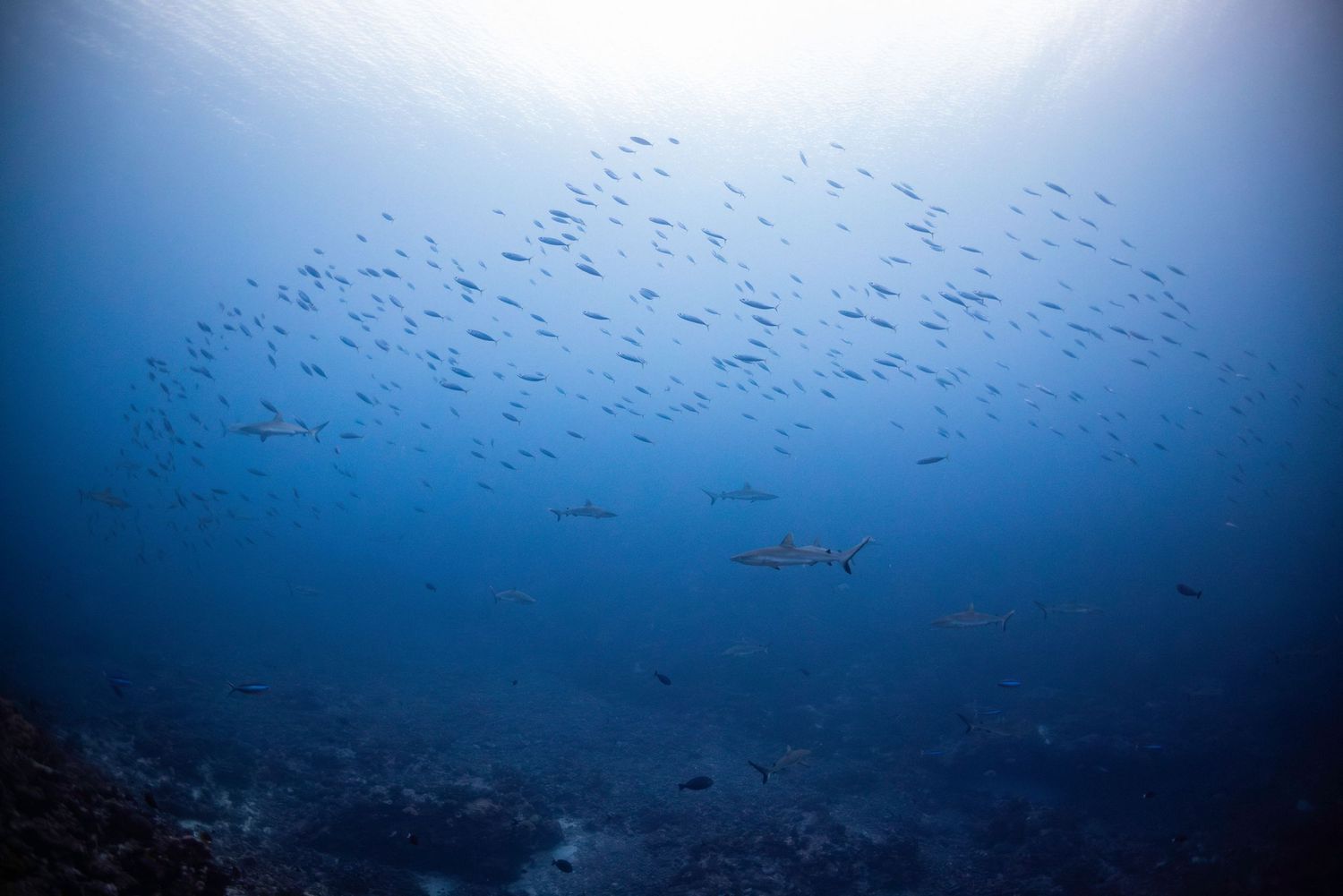 School of fish swimming in deep blue ocean waters against dark rocky reef background.