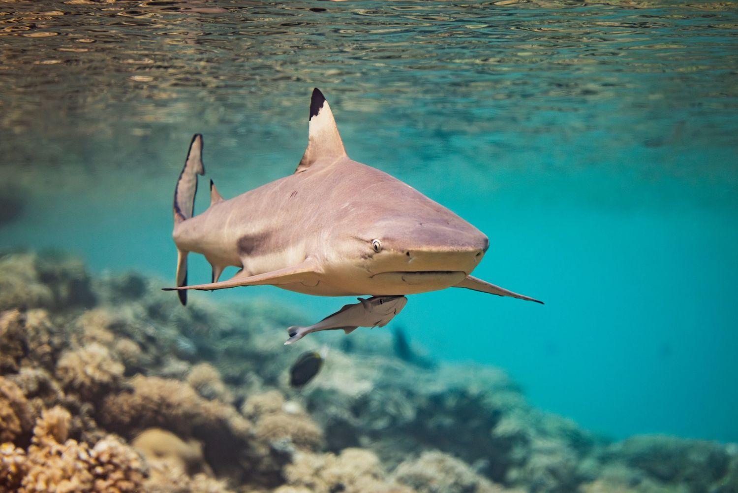 Blacktip reef shark swimming near coral reef in turquoise tropical waters.