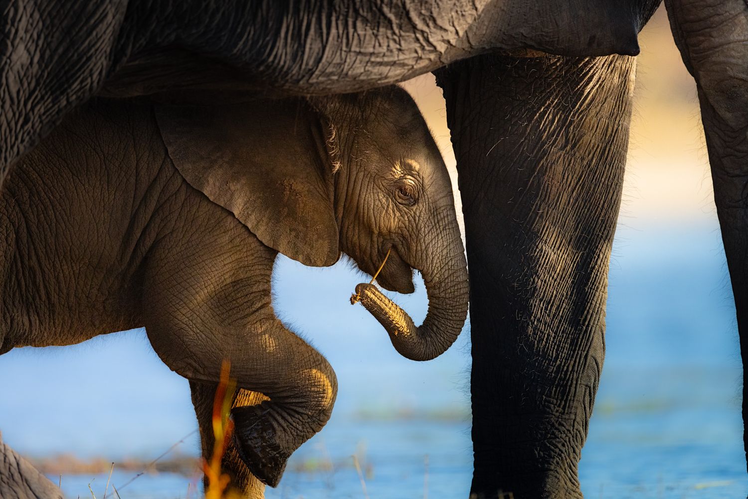 A baby elephant walks protectively underneath its mother's belly against a blue background.