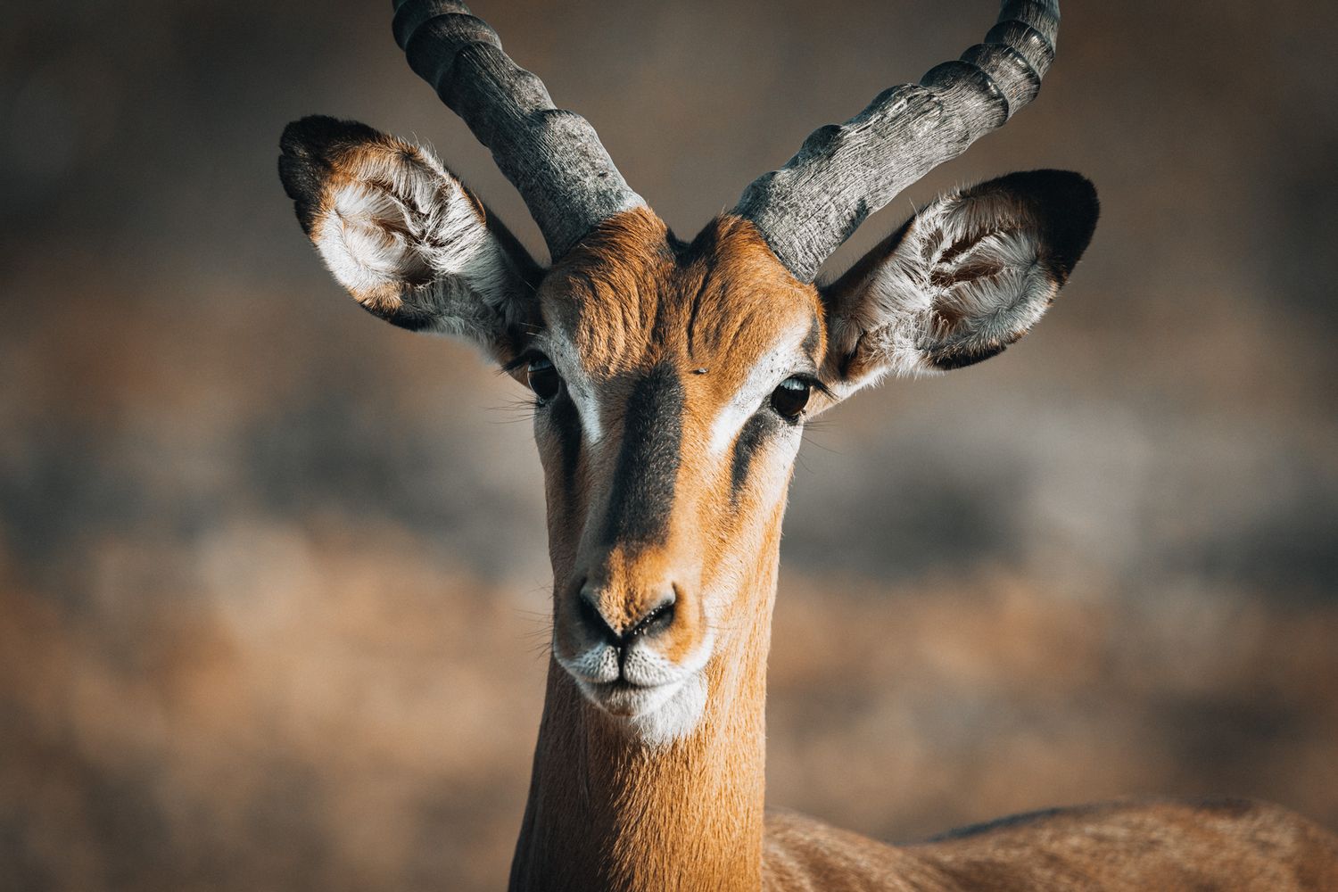 Close-up portrait of an elegant gazelle with curved horns against a blurred natural background.
