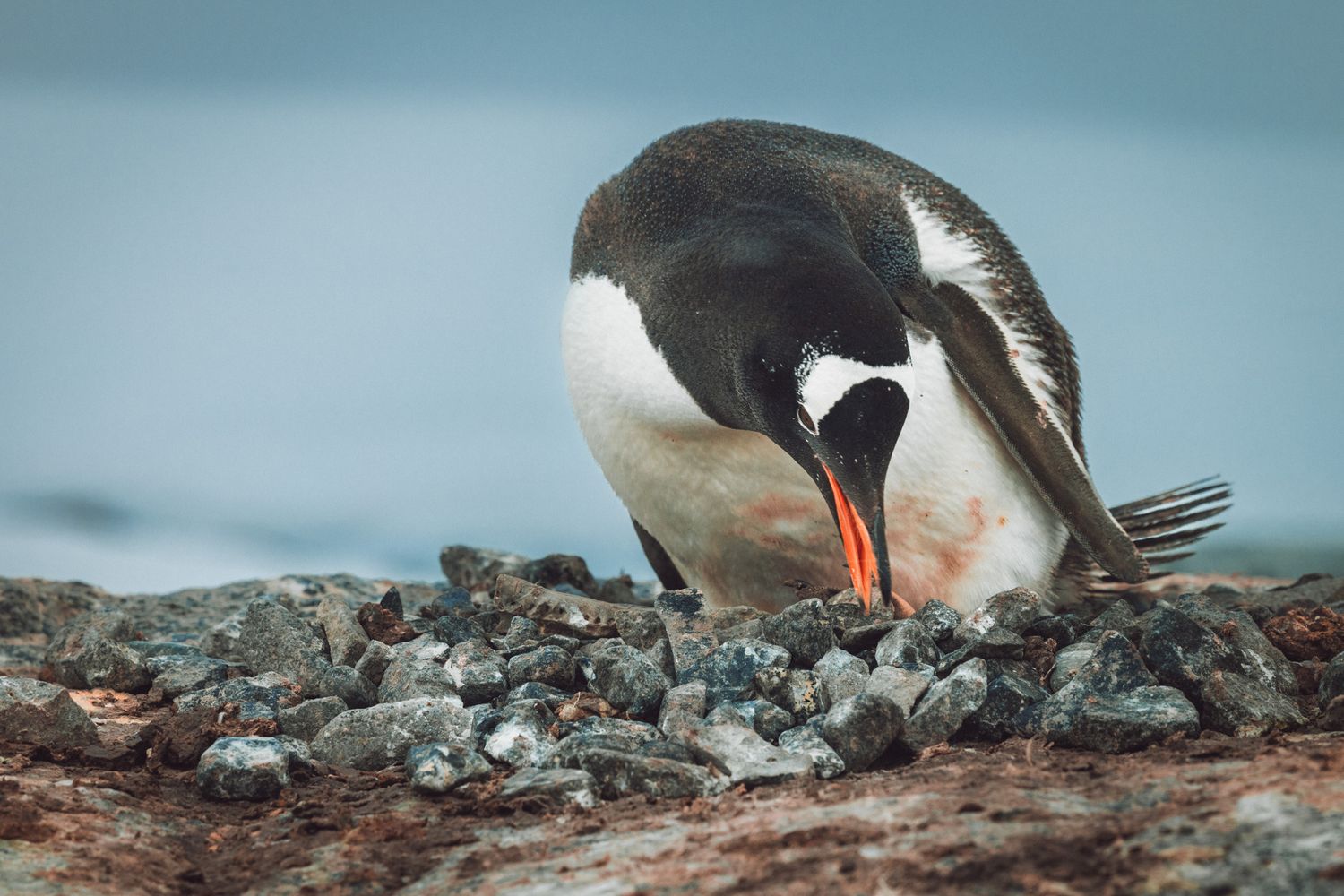 A gentoo penguin arranges rocks in its nest on rocky terrain against a blurred background.
