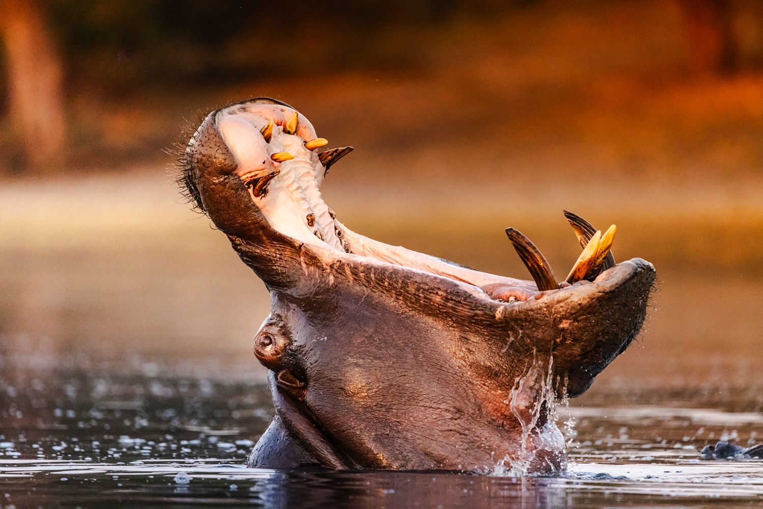 A yawning hippopotamus opens its massive jaws wide while emerging from water with a warm sunset glow in the background.