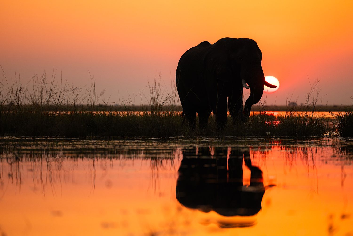 African elephant silhouette reflected in calm water during vibrant orange sunset over African safari landscape.
