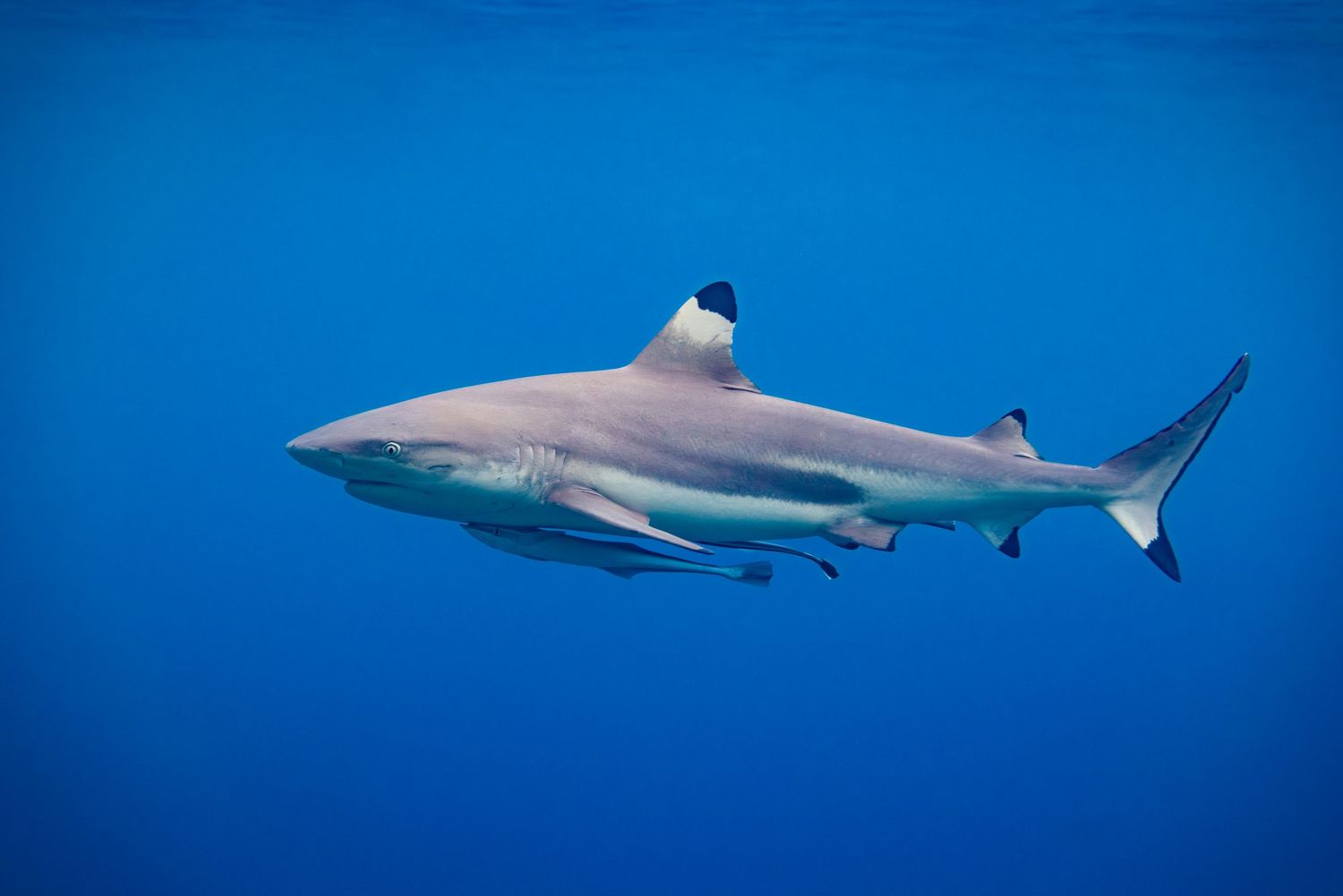 Blacktip reef shark gliding gracefully through clear blue tropical waters.
