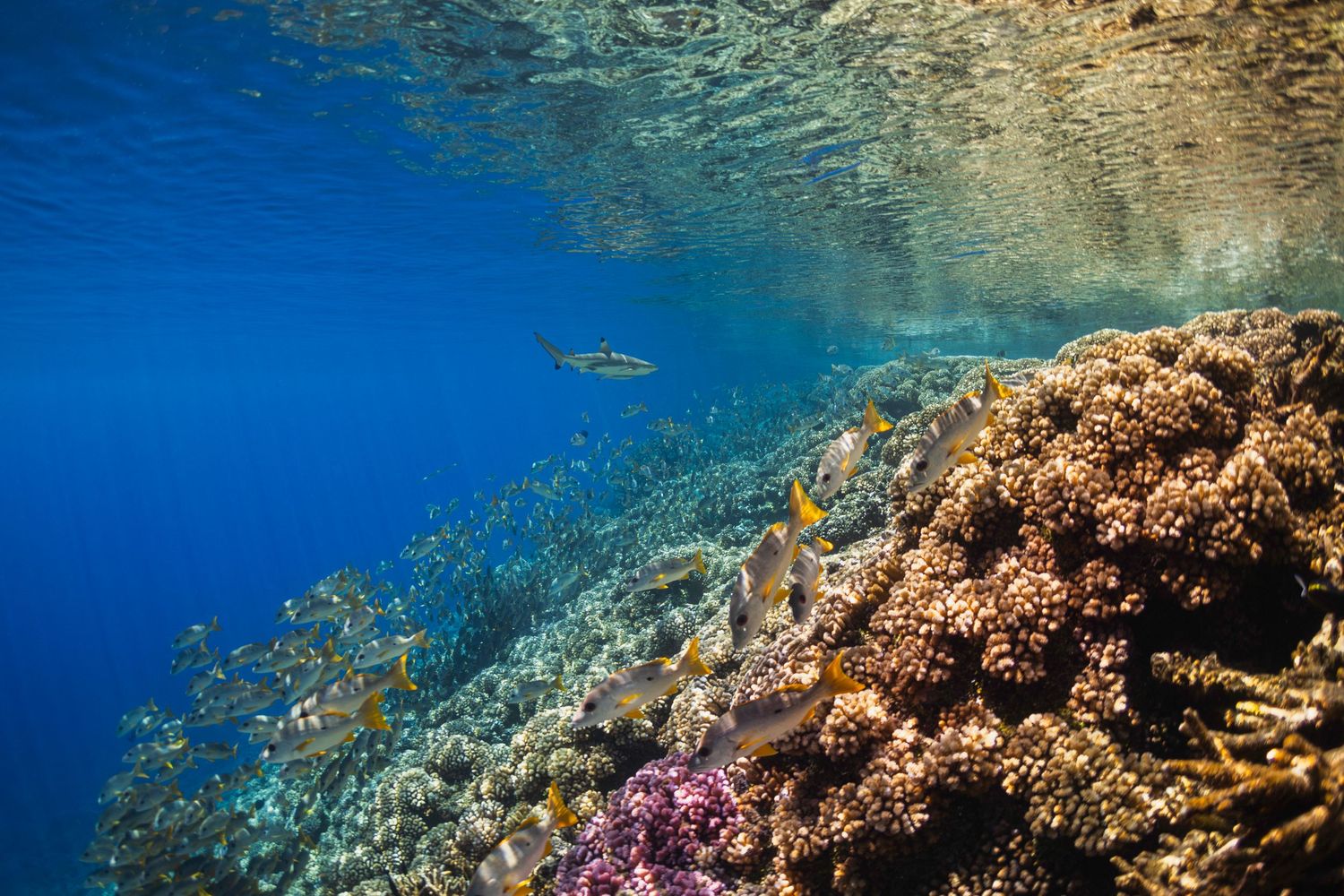 Underwater coral reef landscape with sunlight filtering through crystal clear blue waters.