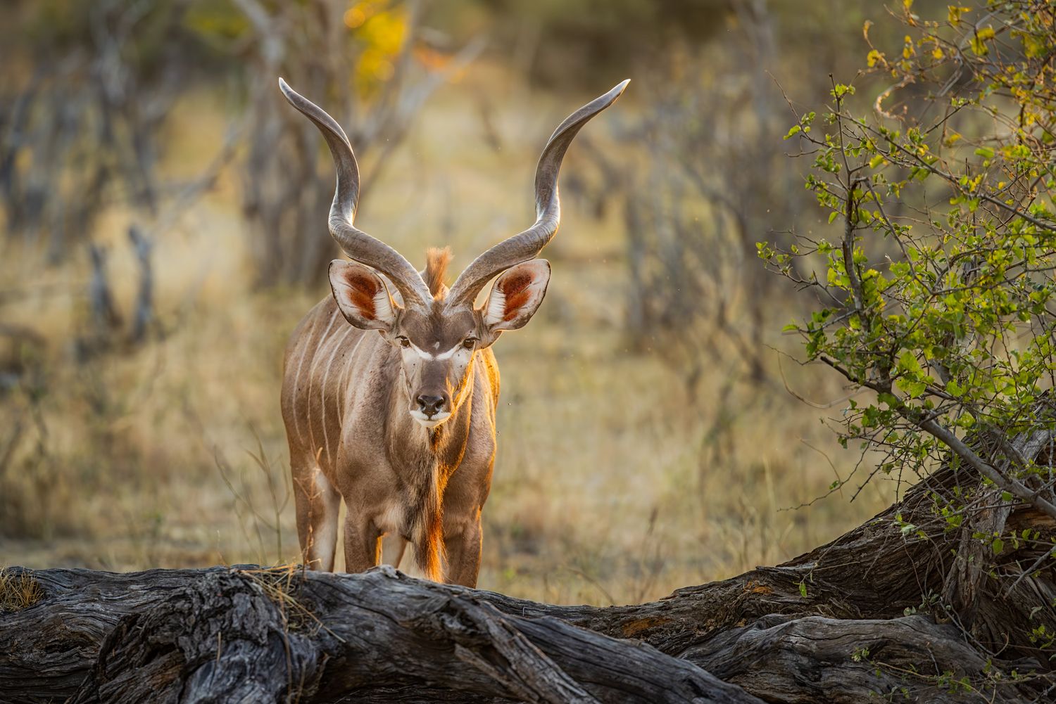 A majestic kudu antelope with long spiral horns stands alert in a golden-lit African savanna landscape.