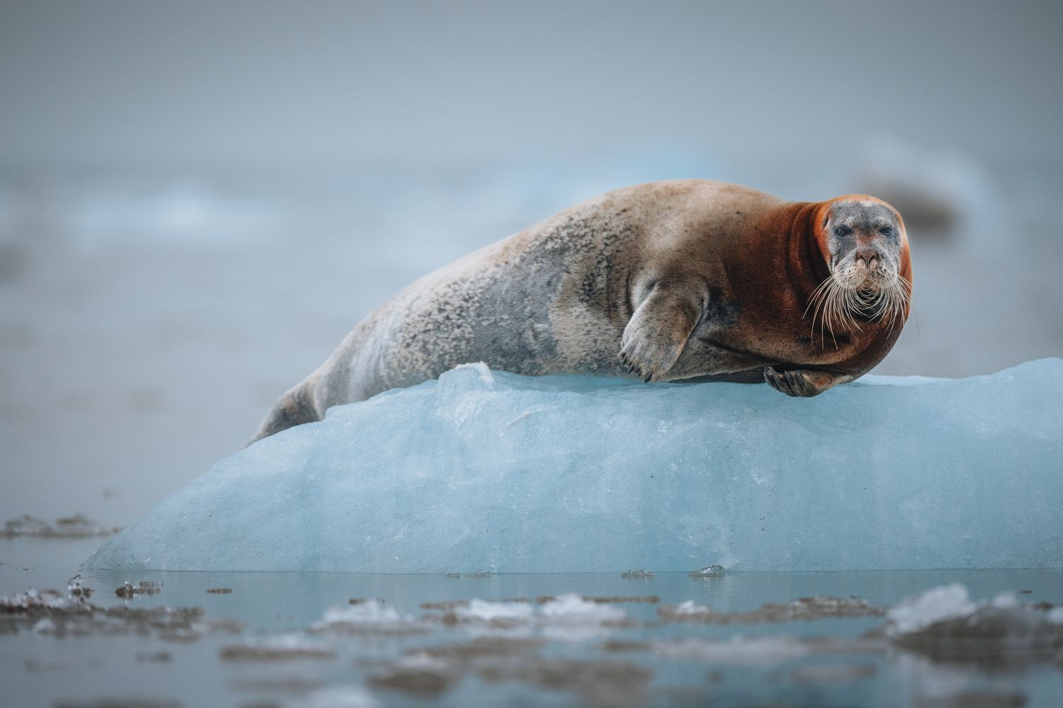 A bearded seal rests peacefully on a blue glacial ice floe in the Arctic waters.