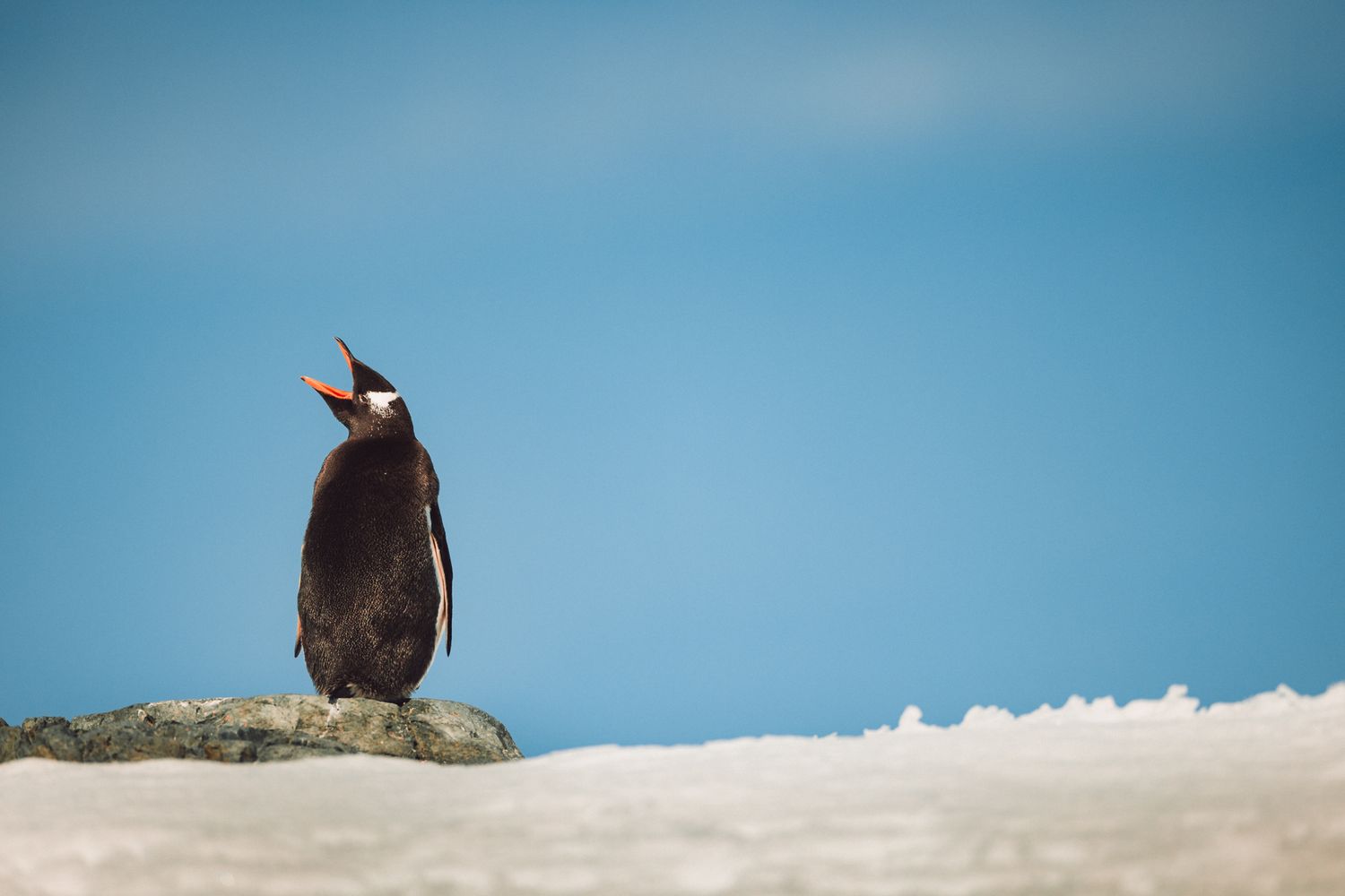 A lone penguin stands on a rocky outcrop against a bright blue sky and snowy background.