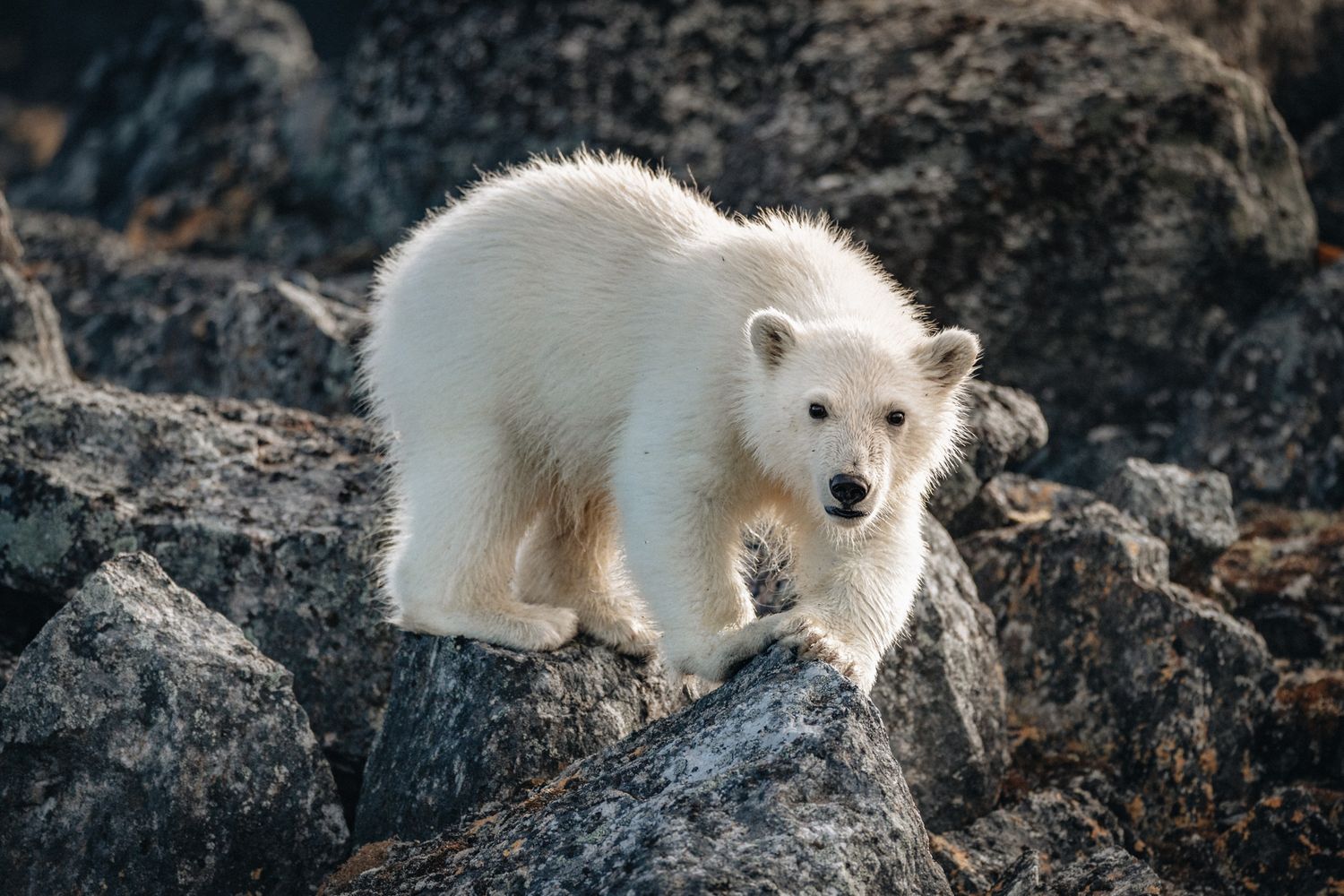 A young polar bear cub with fluffy white fur stands alert on dark rocky terrain.
