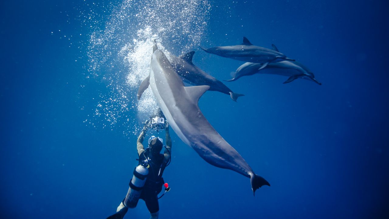 Scuba diver photographing playful dolphins swimming through bubbles in clear blue water.