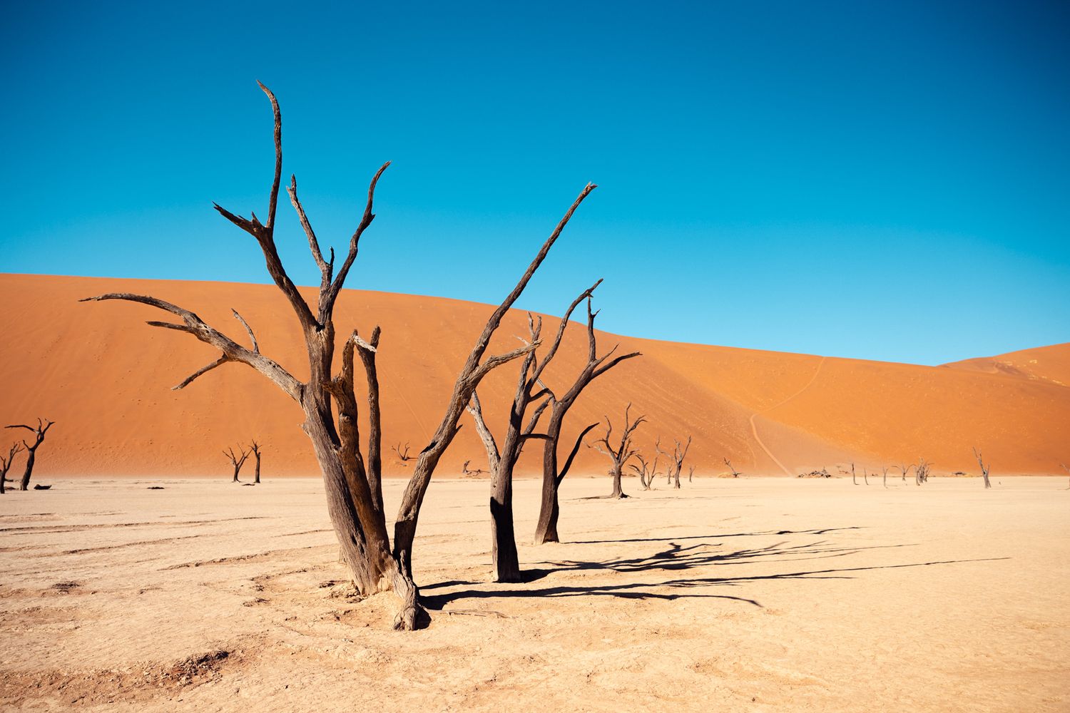 Dead acacia trees stand against orange sand dunes and blue sky in Namibia's Deadvlei desert landscape.