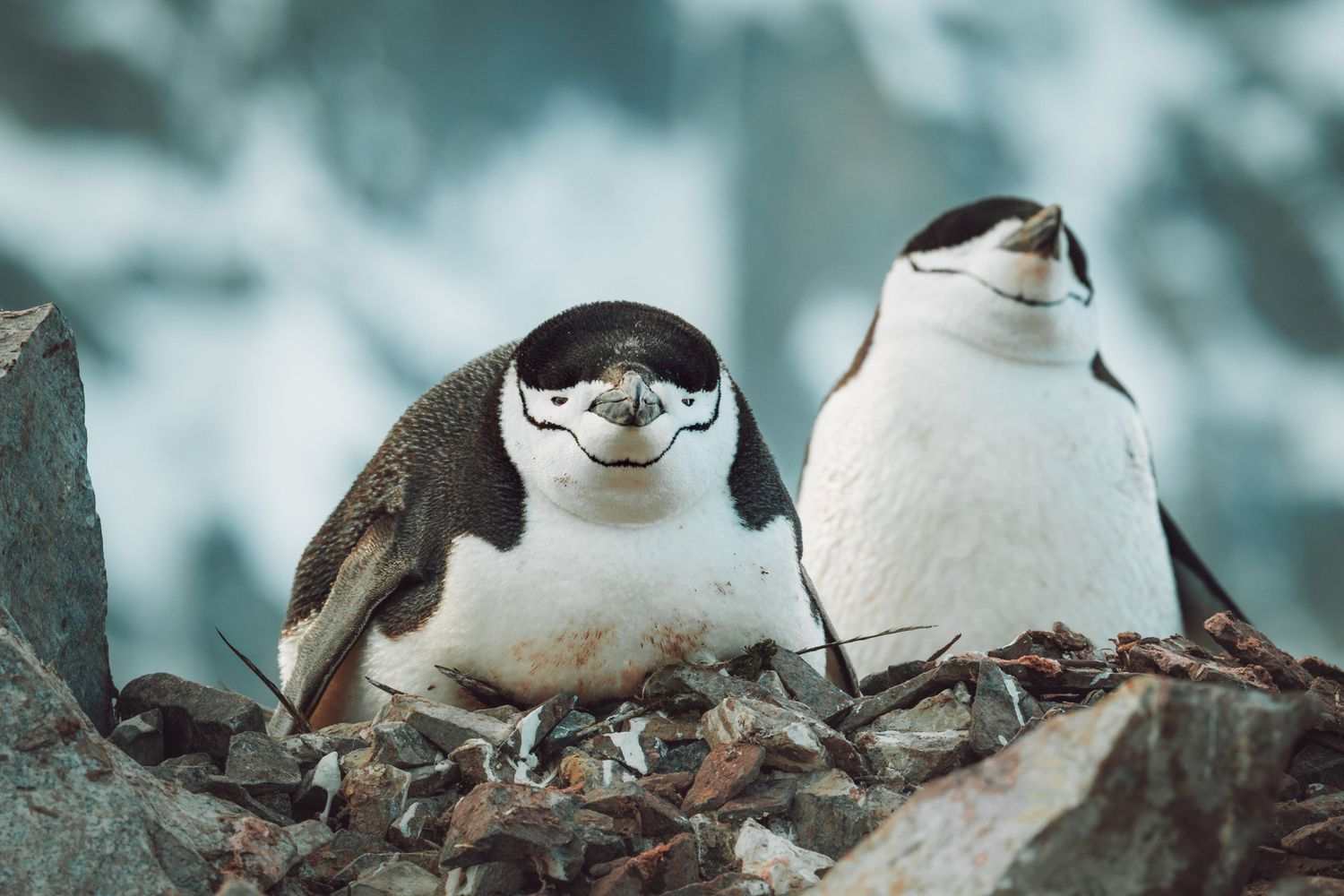 Two chinstrap penguins stand together on rocky terrain with a misty blue background.