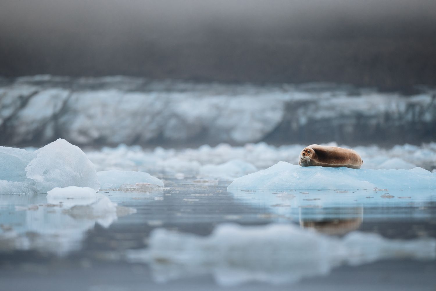A seal rests alone on floating ice in a misty arctic seascape.