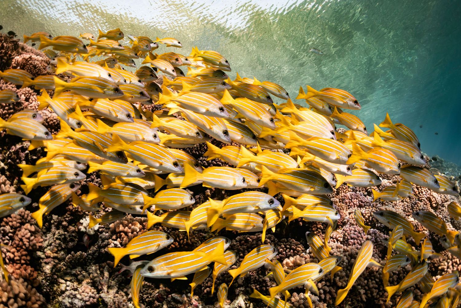 Large school of yellow snappers swimming over coral reef in tropical waters.
