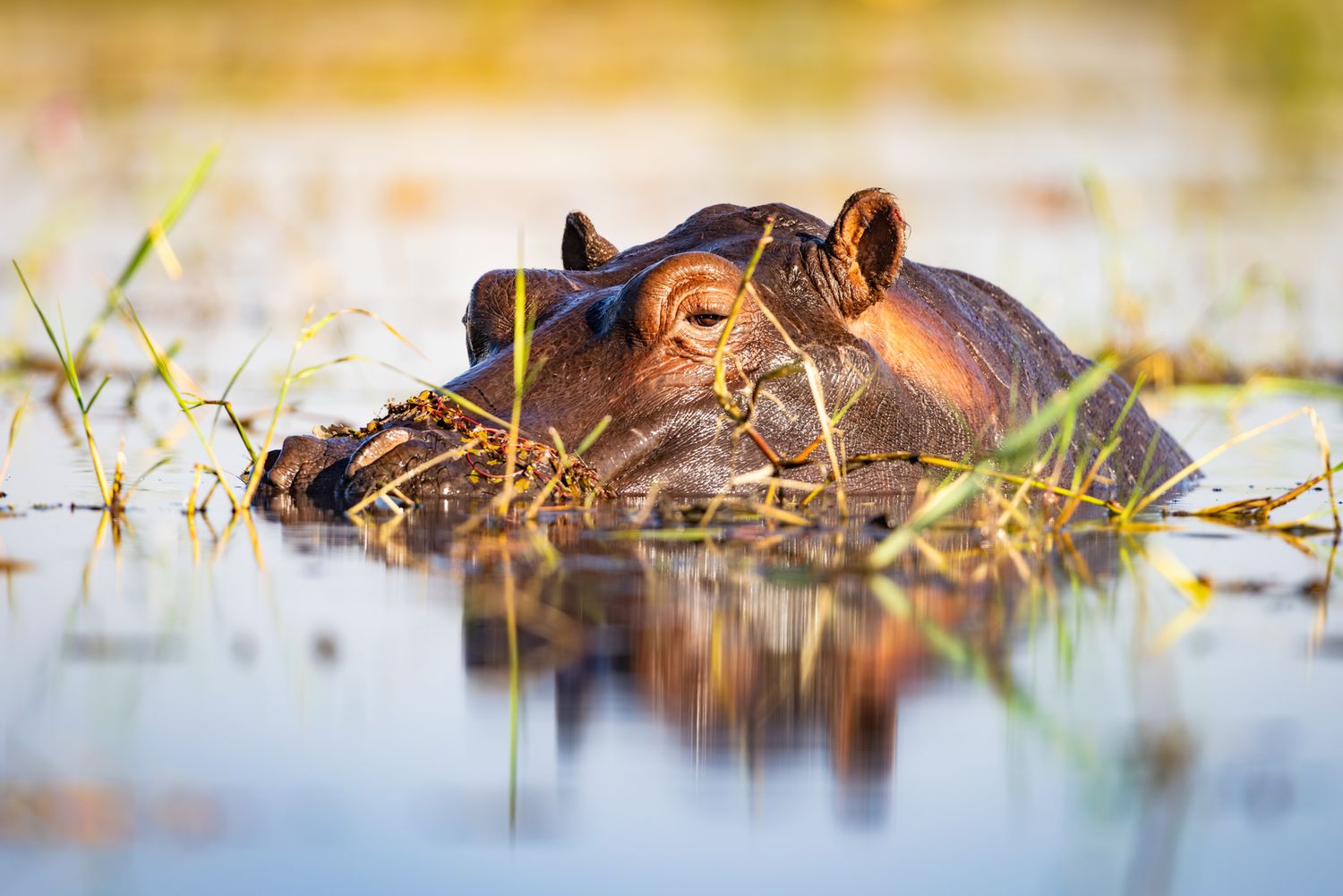 A hippopotamus partially submerged in water, with only its eyes and snout visible above the surface surrounded by reeds.