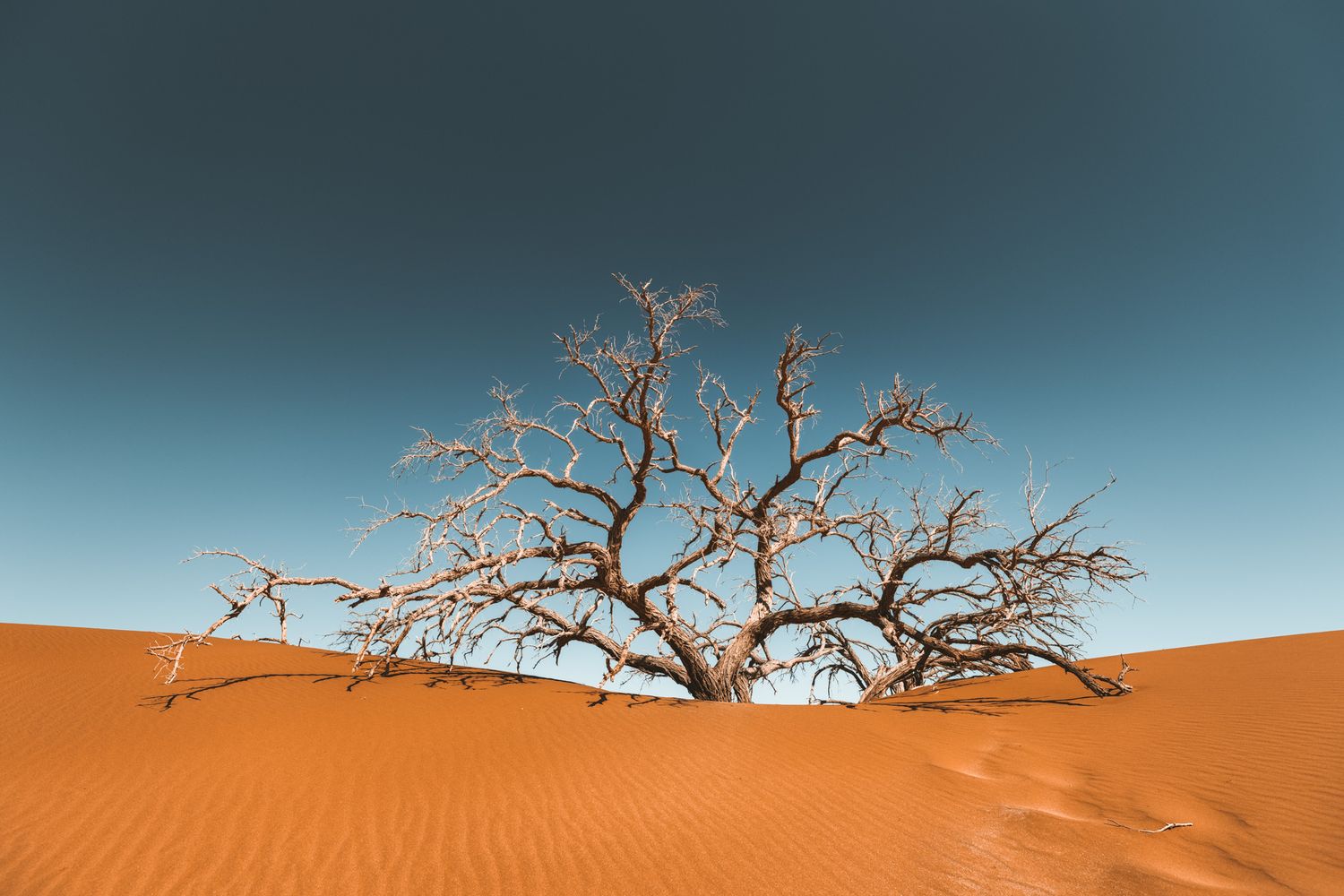 A bare tree with twisted branches stands against orange sand dunes and turquoise blue sky in a desert landscape.