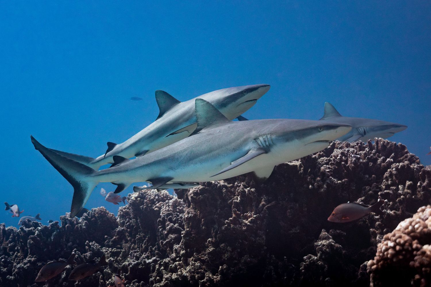Two sleek grey reef sharks swim above a coral reef in clear tropical waters.