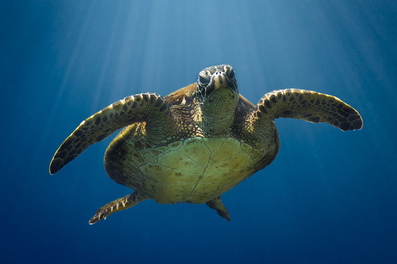 A green sea turtle swimming gracefully underwater against a deep blue ocean background with sunbeams filtering down.