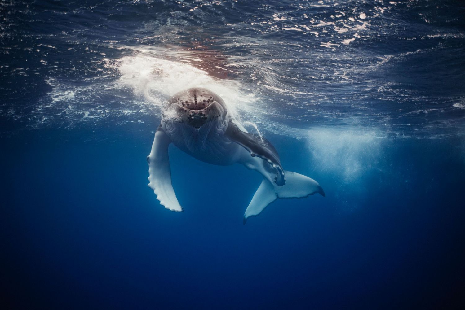 An underwater view of a humpback whale swimming near the ocean surface in clear blue water.