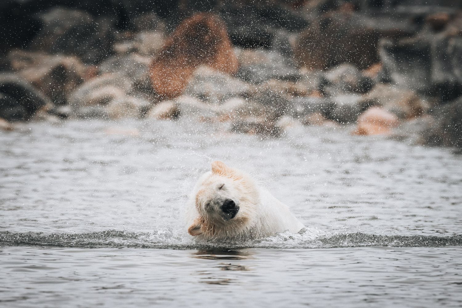 A polar bear swims in cold water with just its head visible above the surface, surrounded by rocky shoreline.