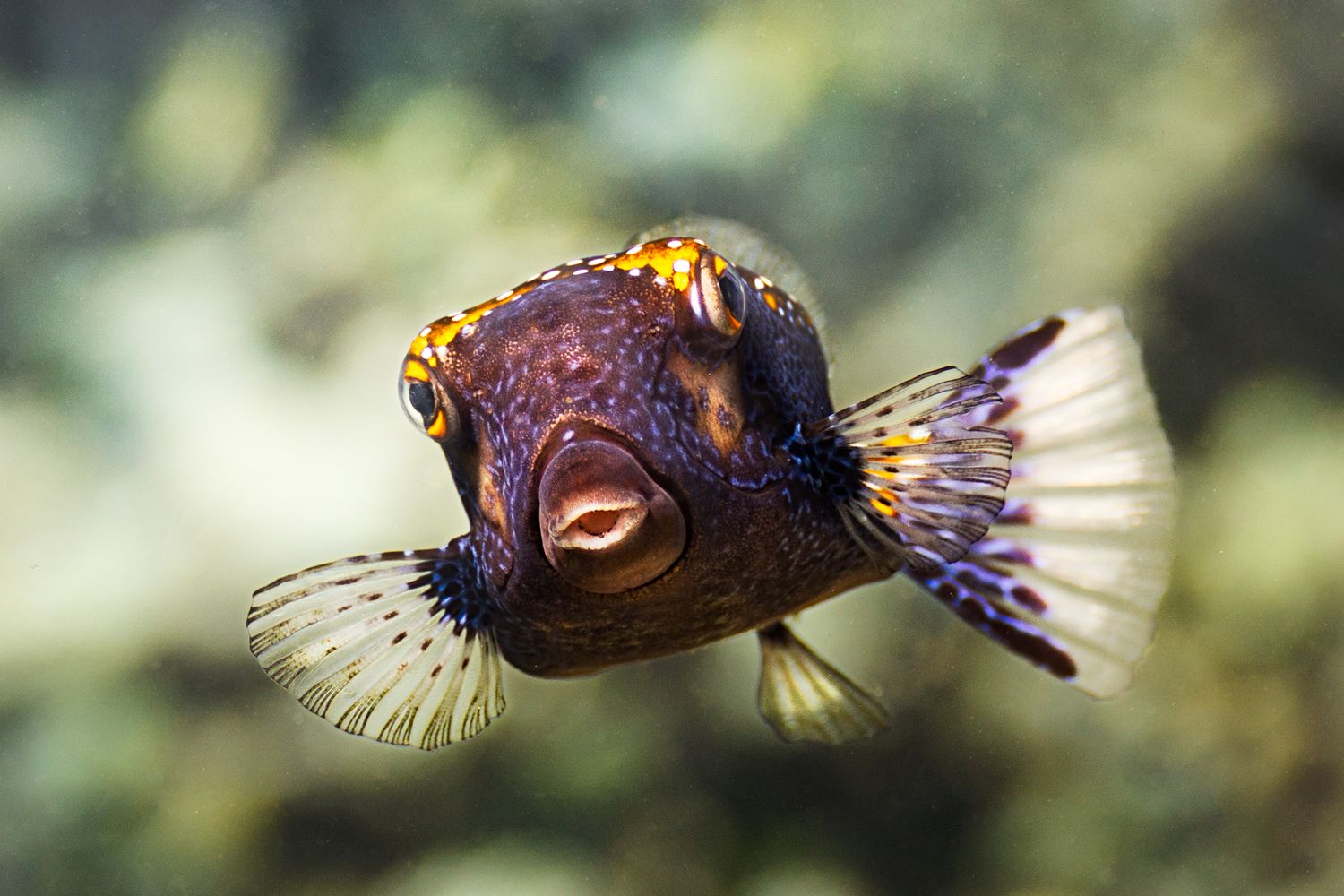 Close-up underwater photo of a pufferfish with spiky fins and large expressive brown eyes swimming in aquarium.