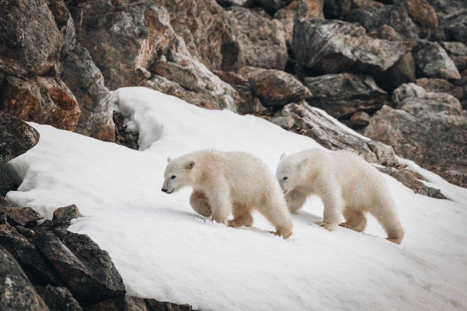 Two polar bear cubs traverse a snowy slope among dark rocky outcrops.