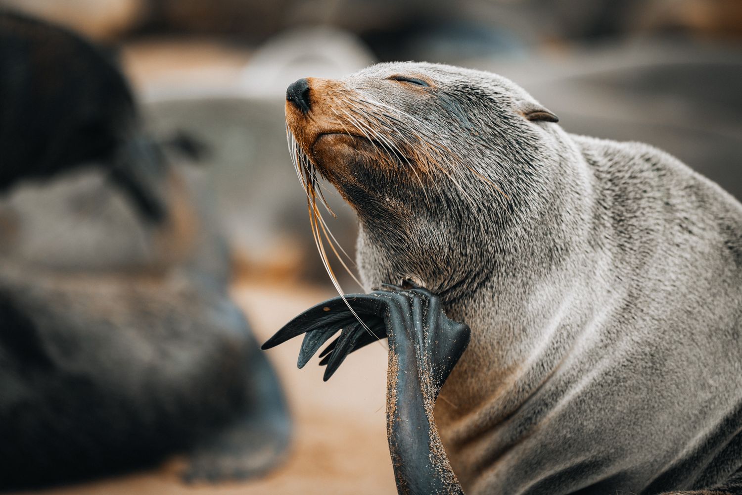 Close-up photo of a gray sea lion covering its face with its flipper in a playful gesture.