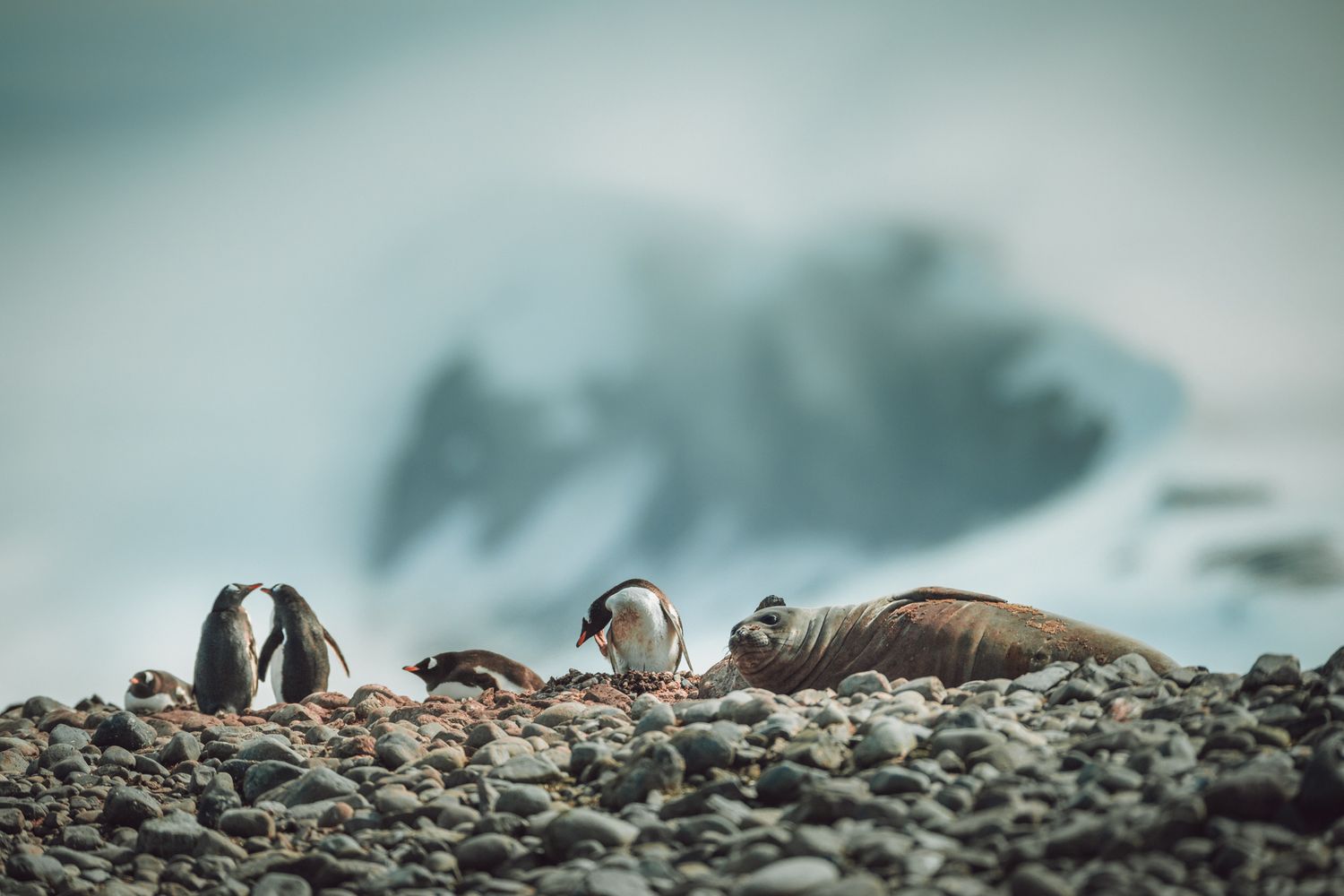 Three penguins rest on a rocky shore against a blurred mountain backdrop in muted teal tones.
