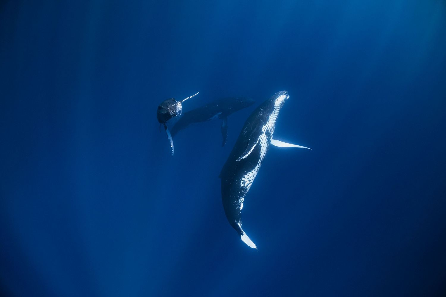 Humpback Whale