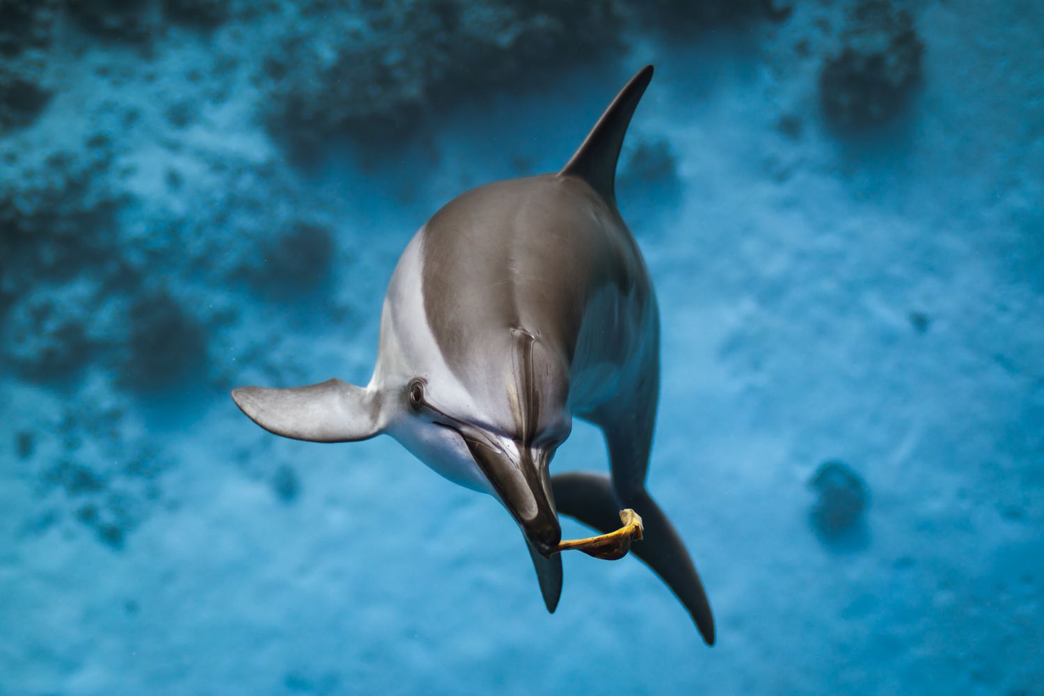 A bottlenose dolphin glides through crystal clear blue water, viewed from beneath as it swims overhead.