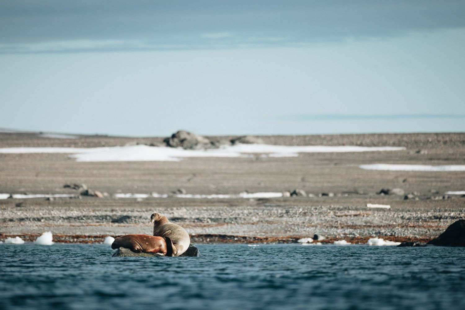 A lone walrus swimming in arctic waters with a barren shoreline in the background.